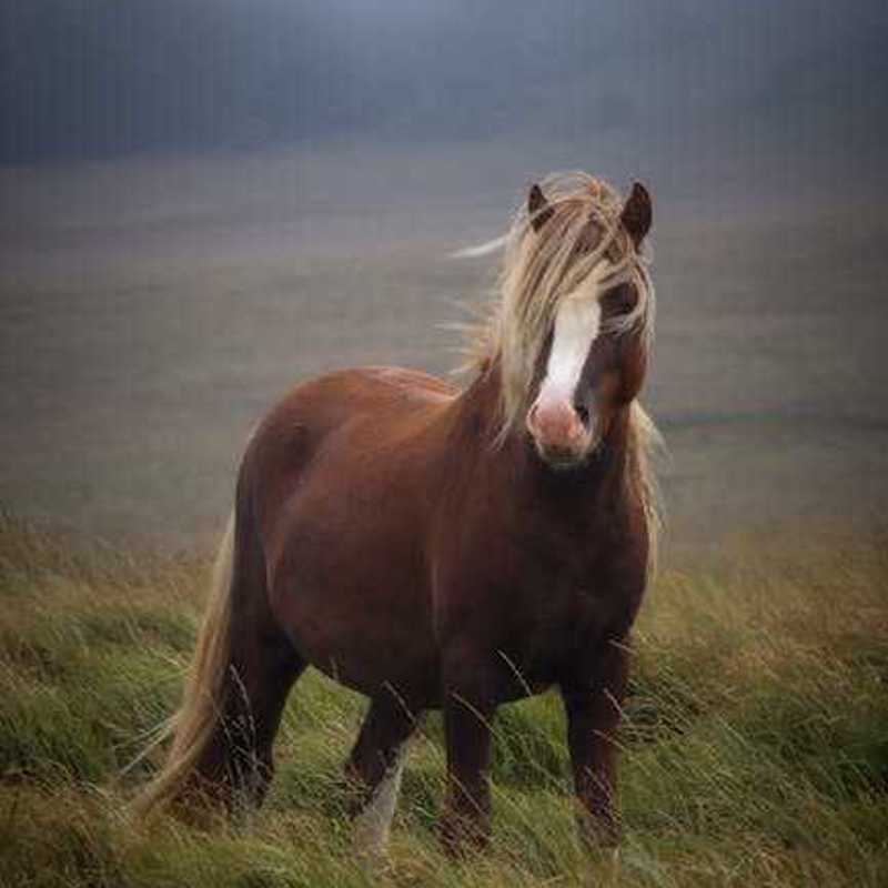 Welsh Cob