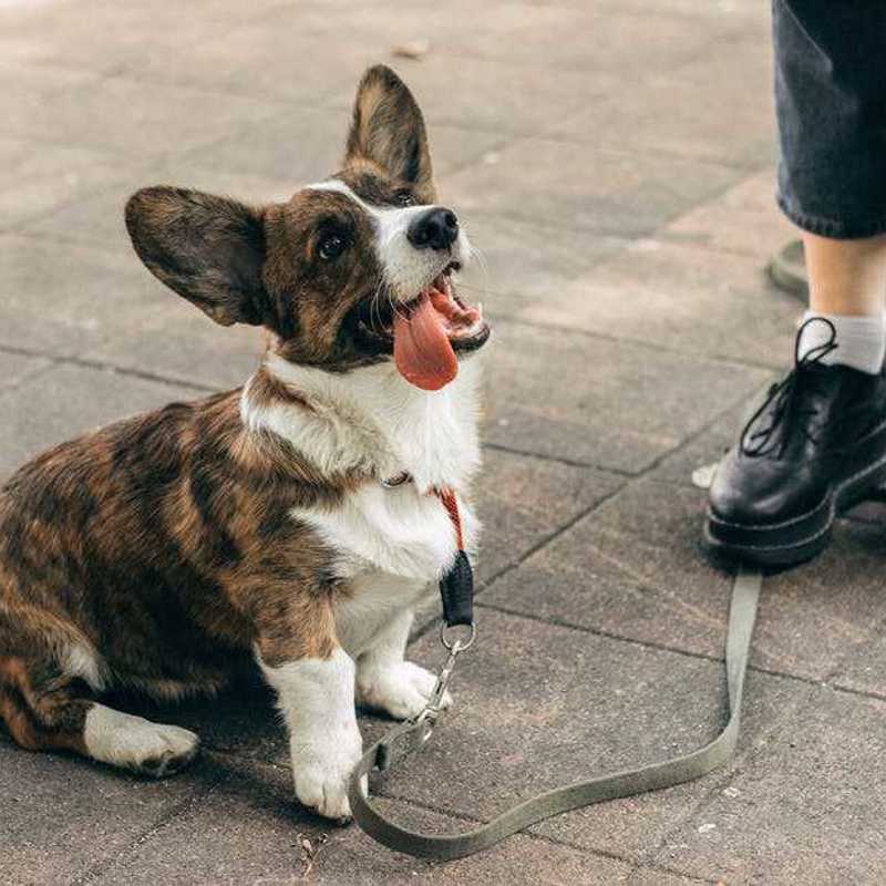 Welsh Corgi Cardigan