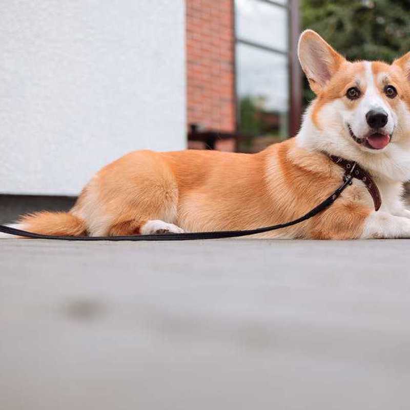 Welsh Corgi Pembroke