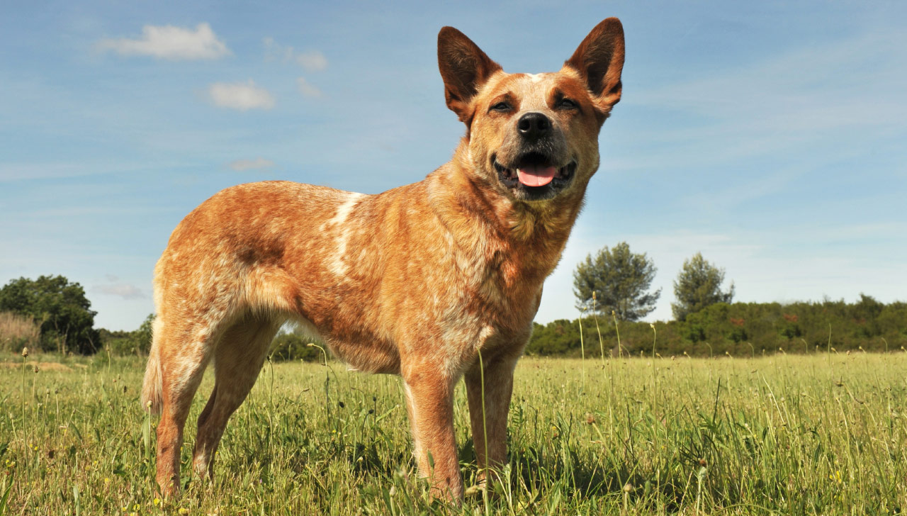 Køb australsk cattle dog