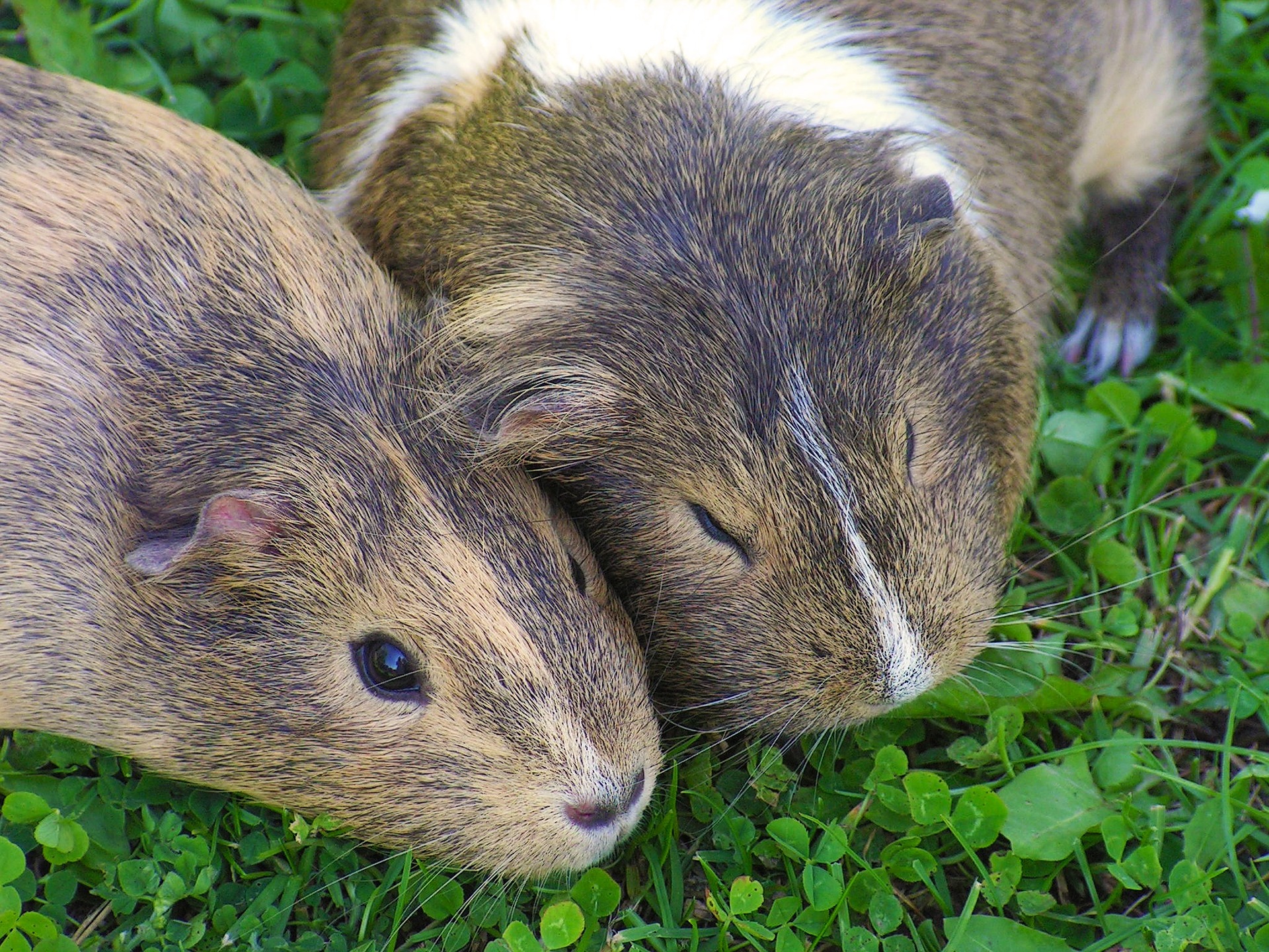 Køb agouti