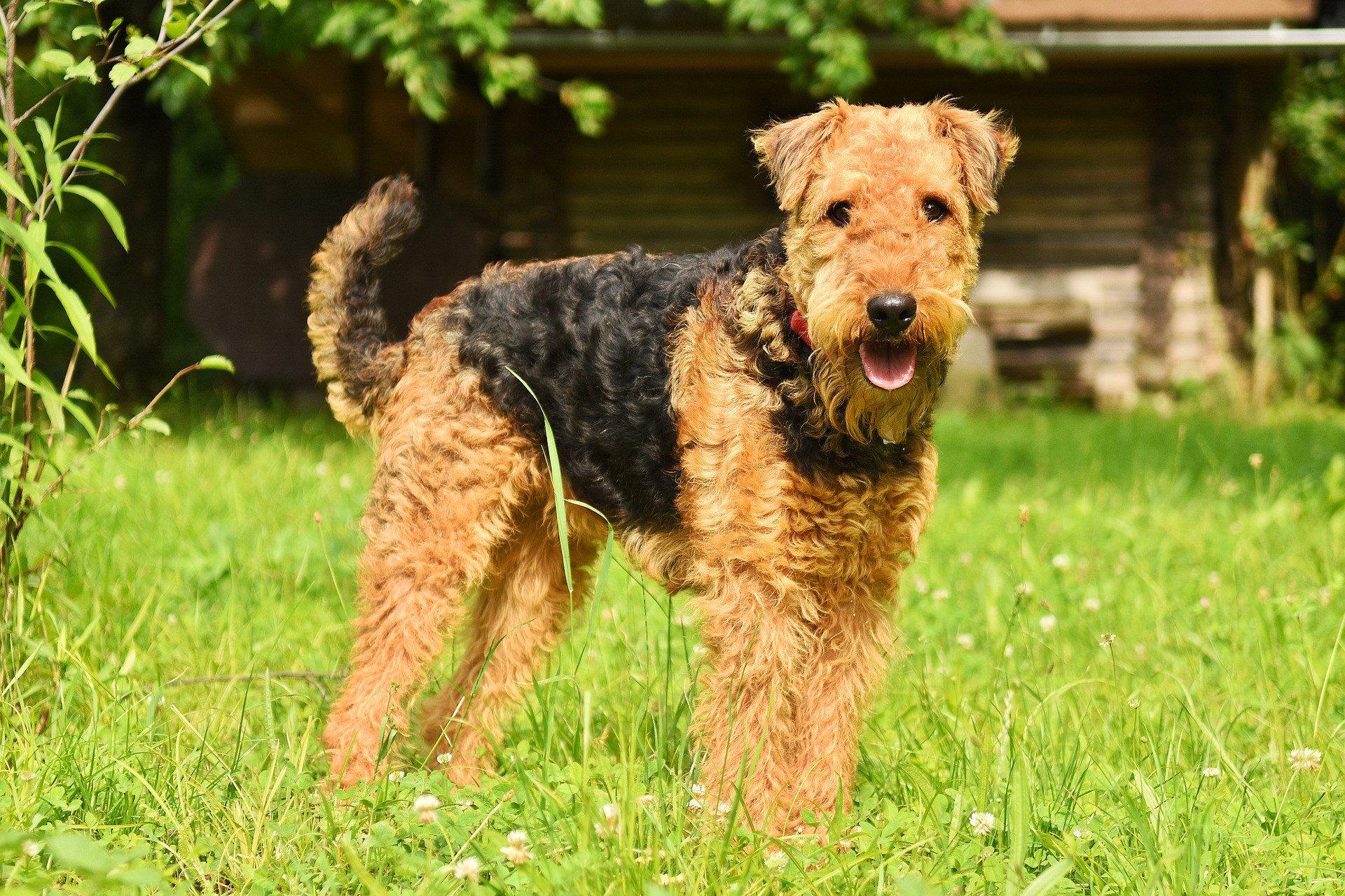 Køb airedale terrier