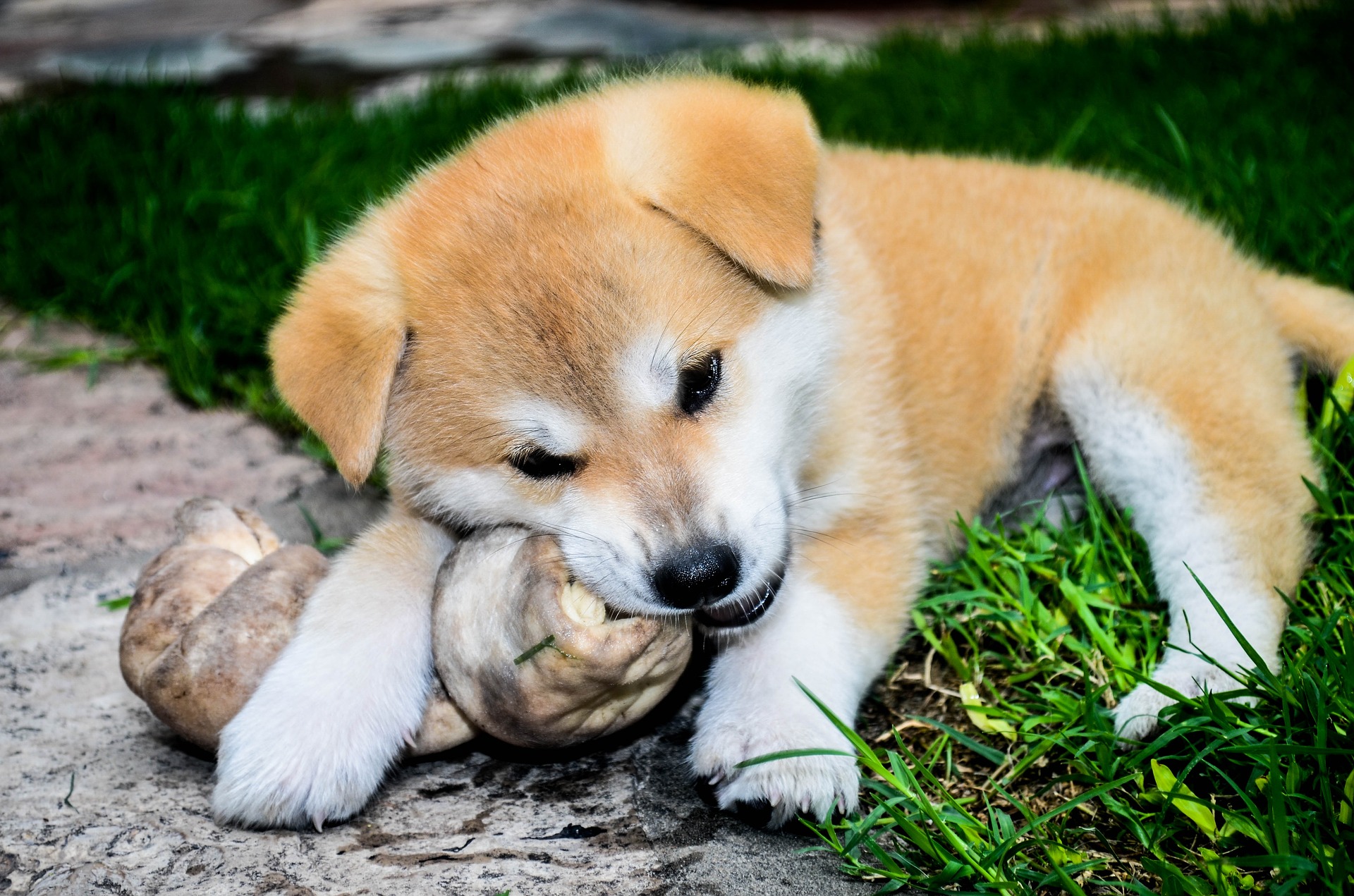 Køb akita
