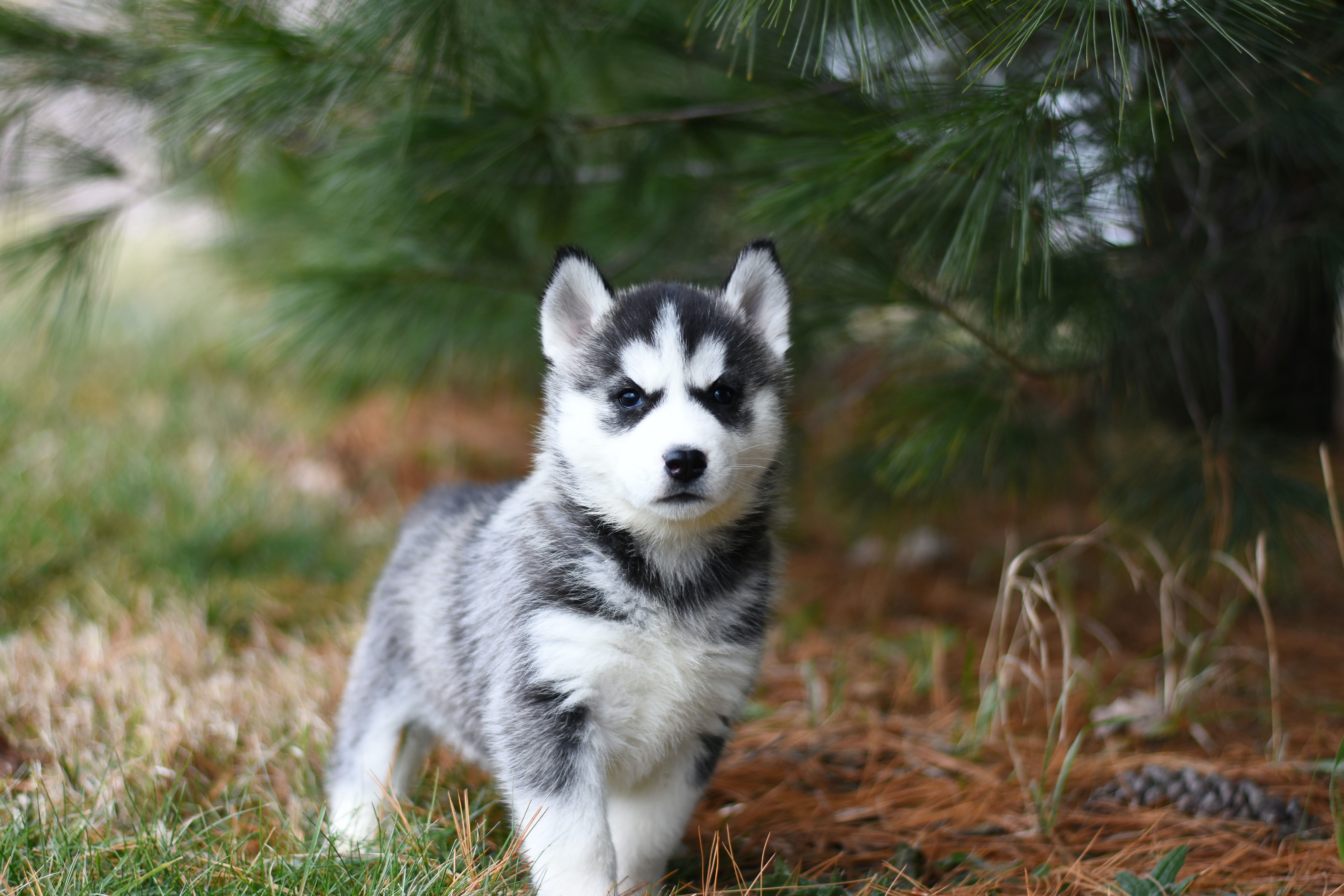 Køb alaskan husky