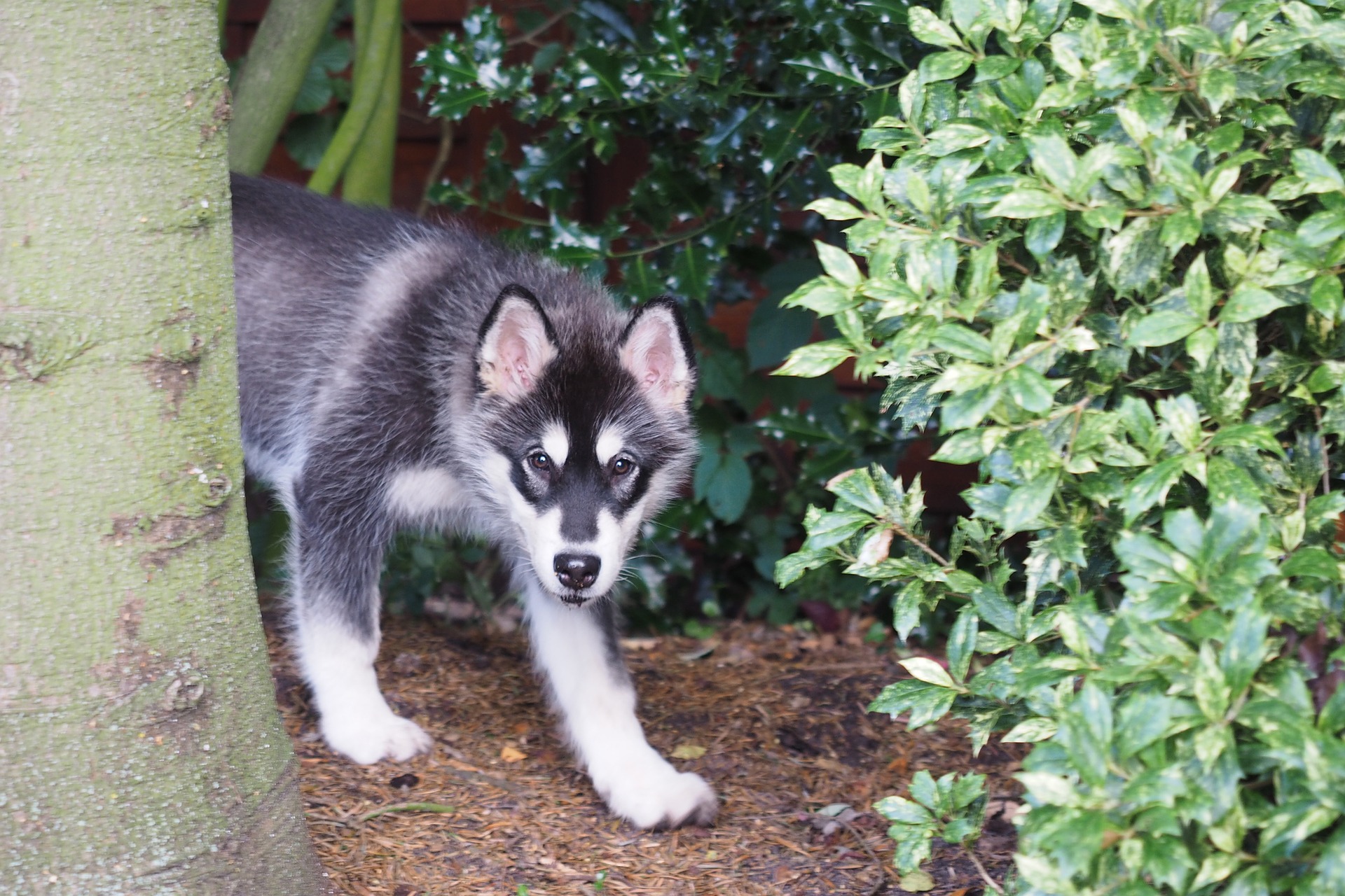 Køb alaskan malamute