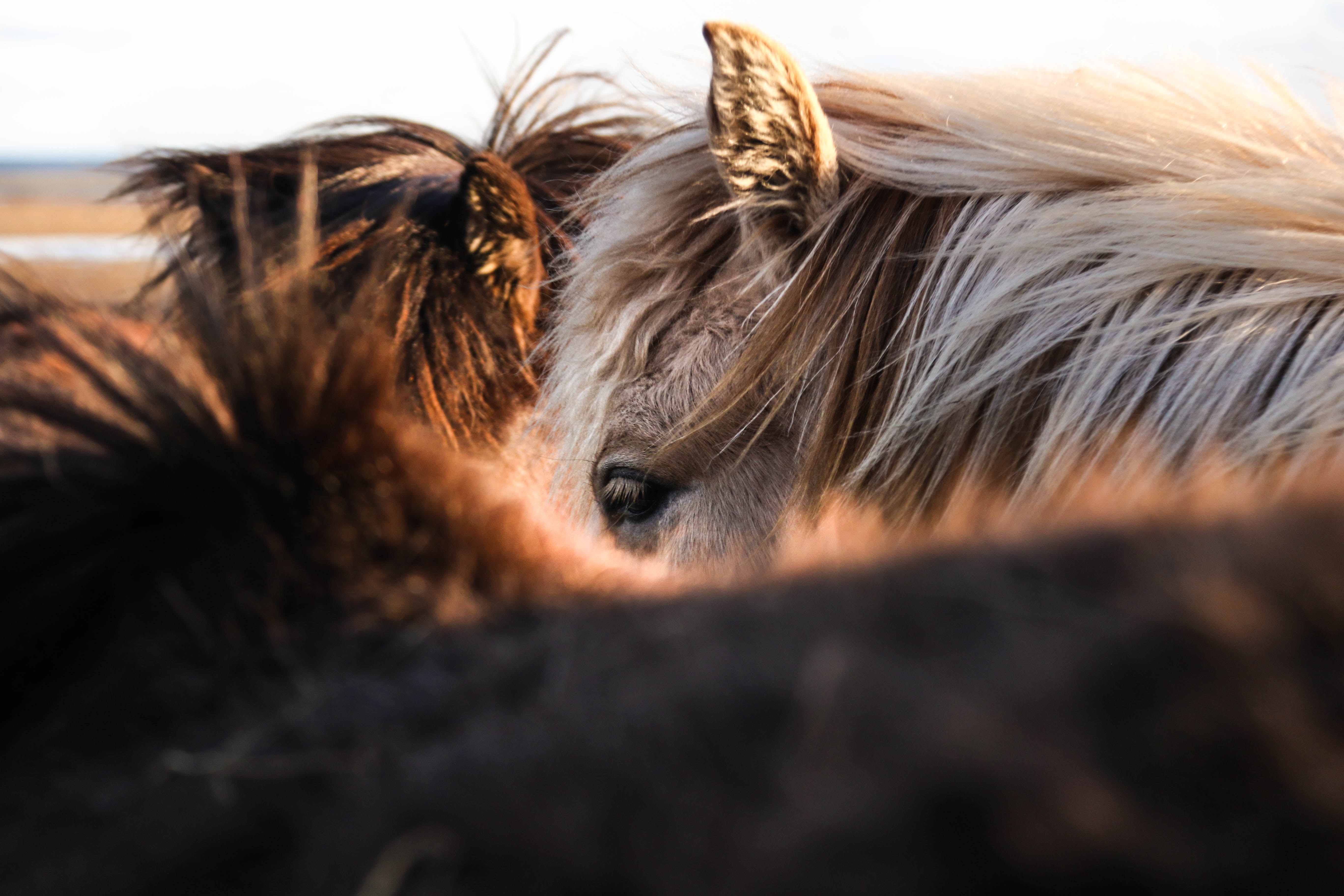 Køb american miniature horse