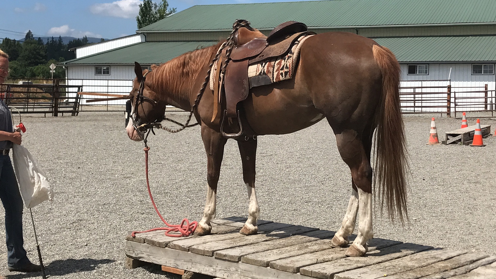 Køb american paint horse