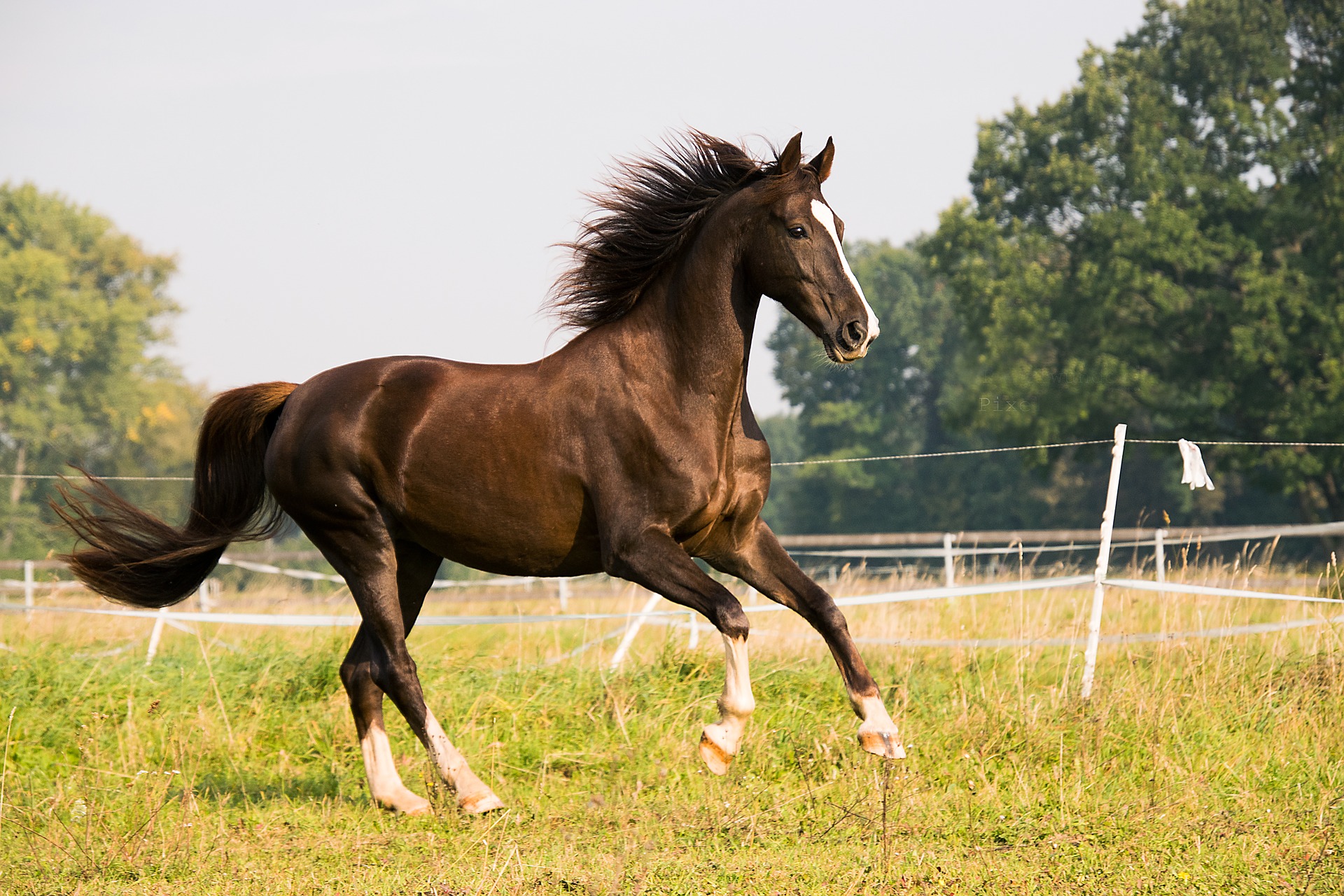 Køb american saddlebred