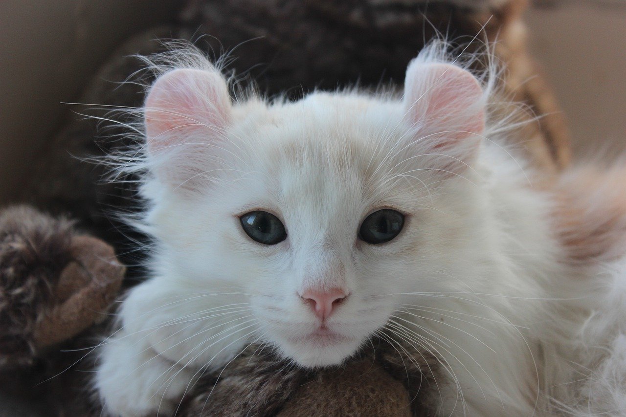 Køb american curl