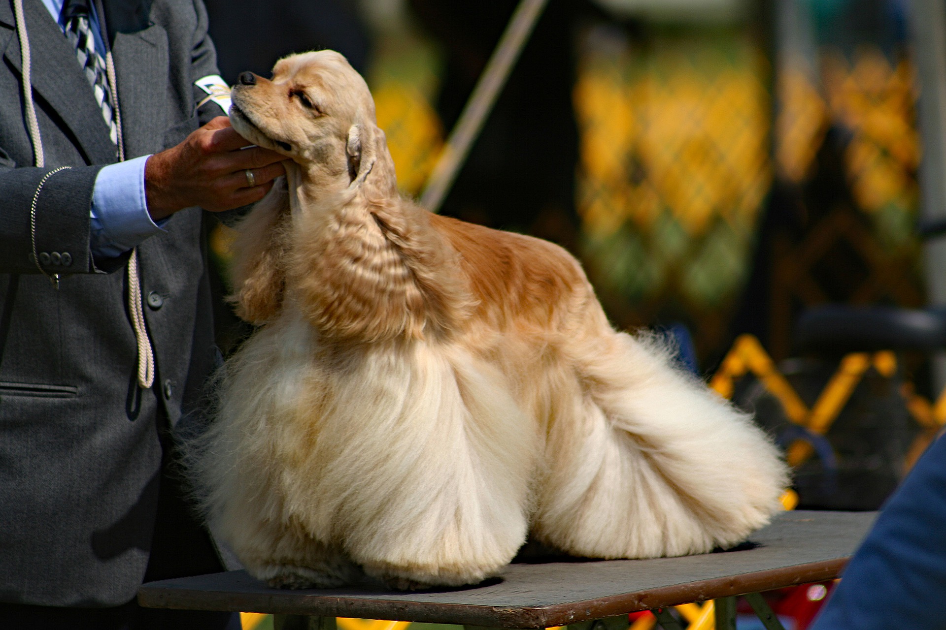 Køb amerikansk cocker spaniel