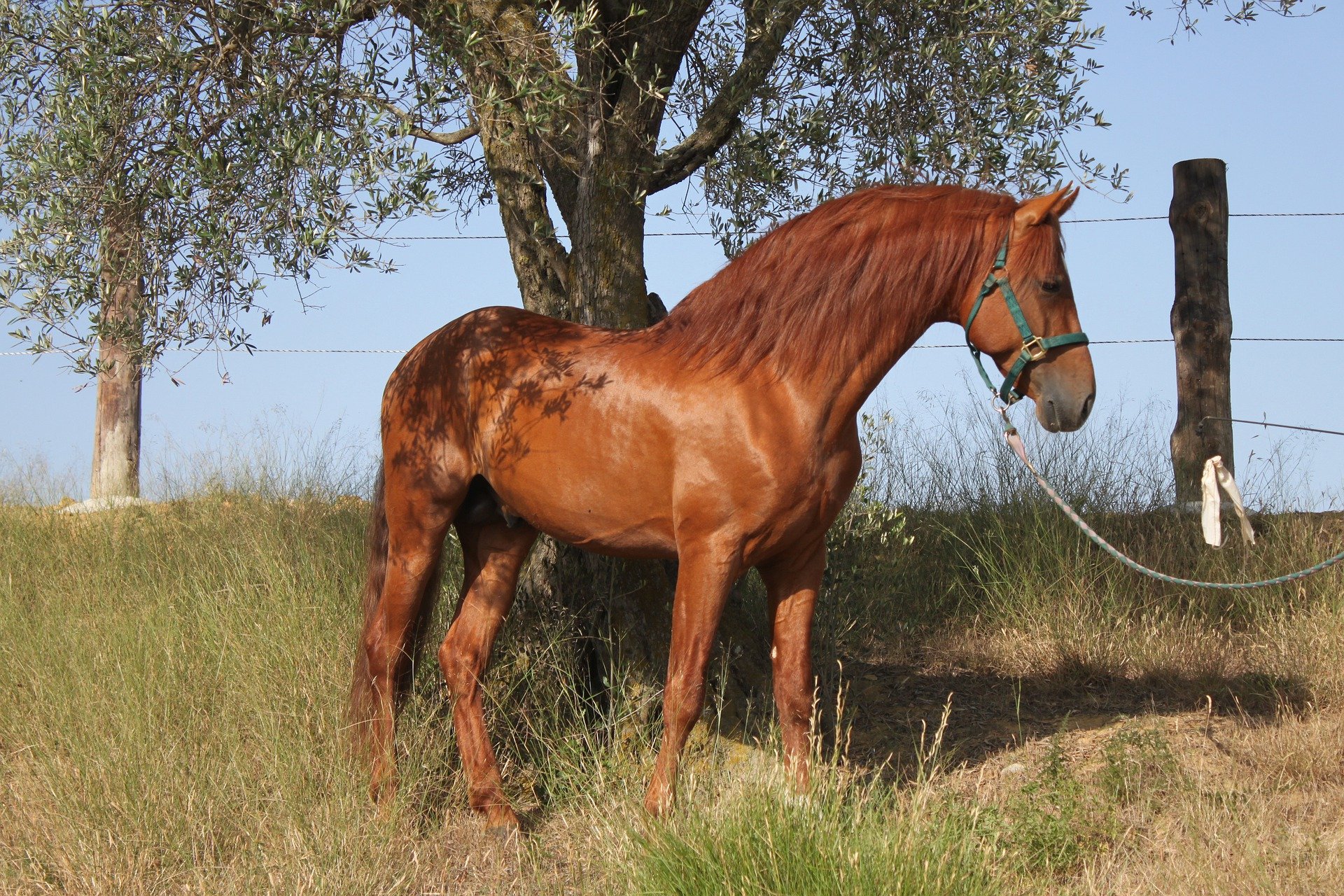Køb andalusier