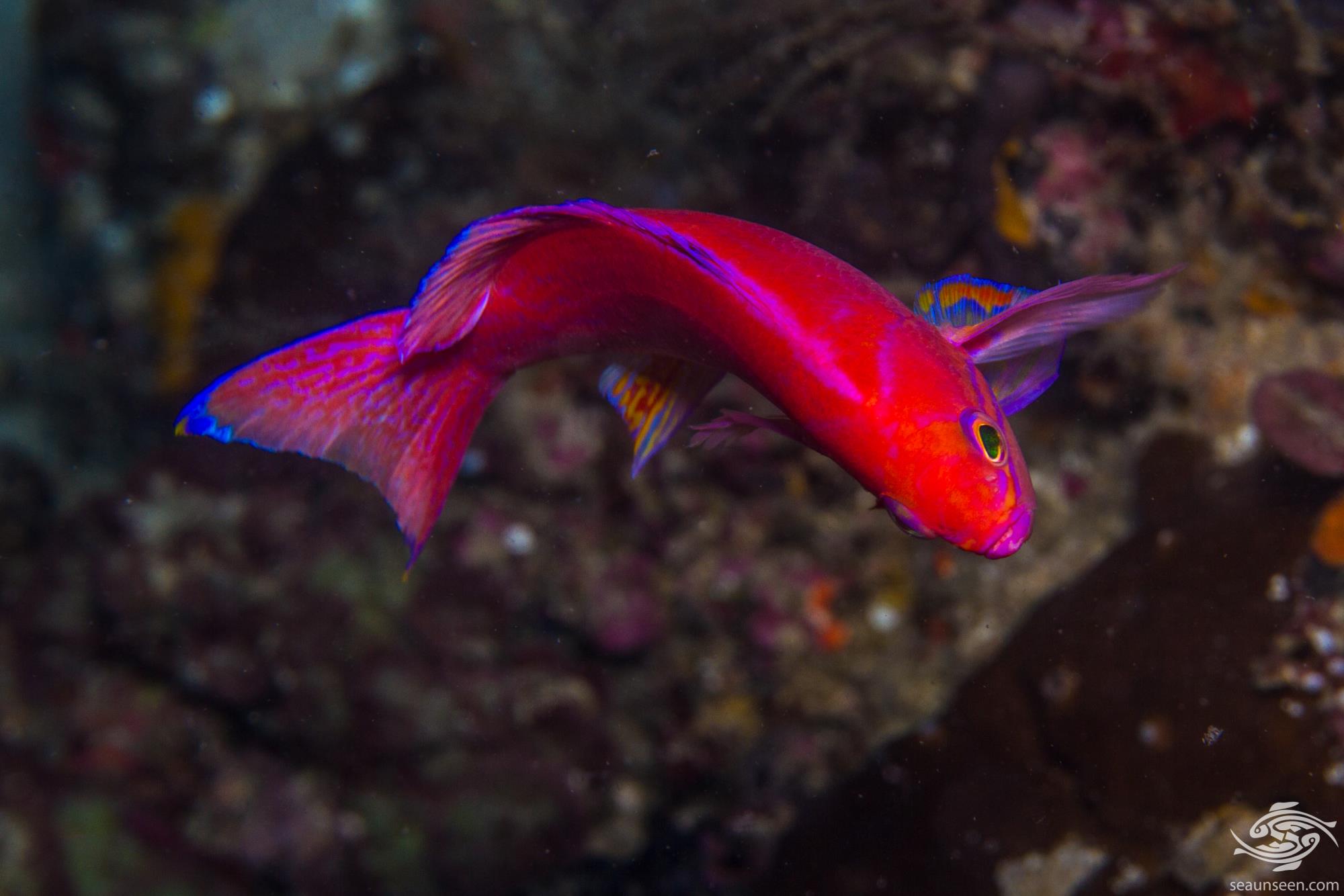 Køb anthias