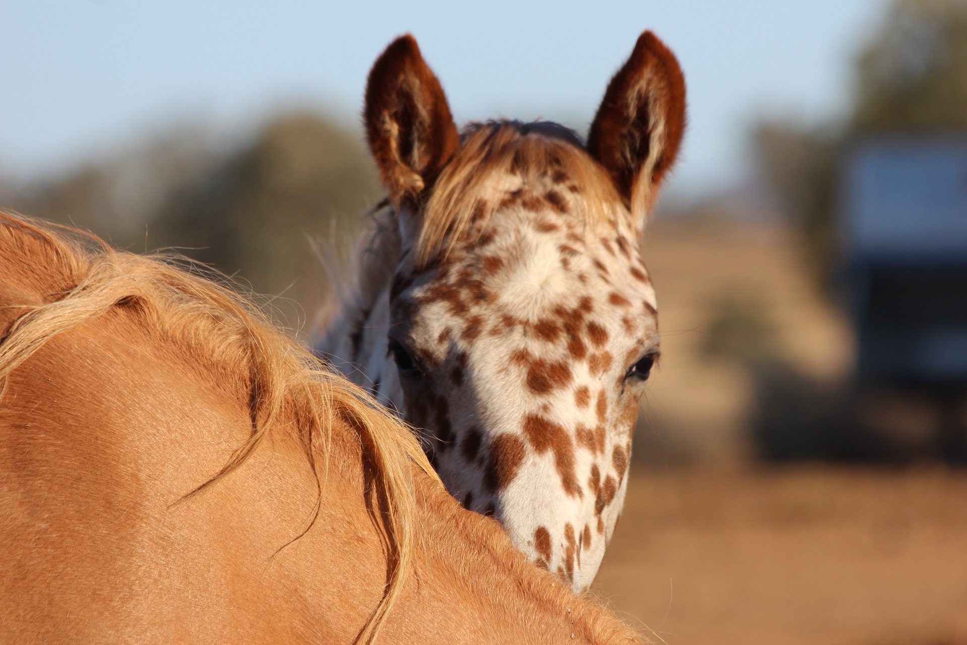 Køb appaloosa