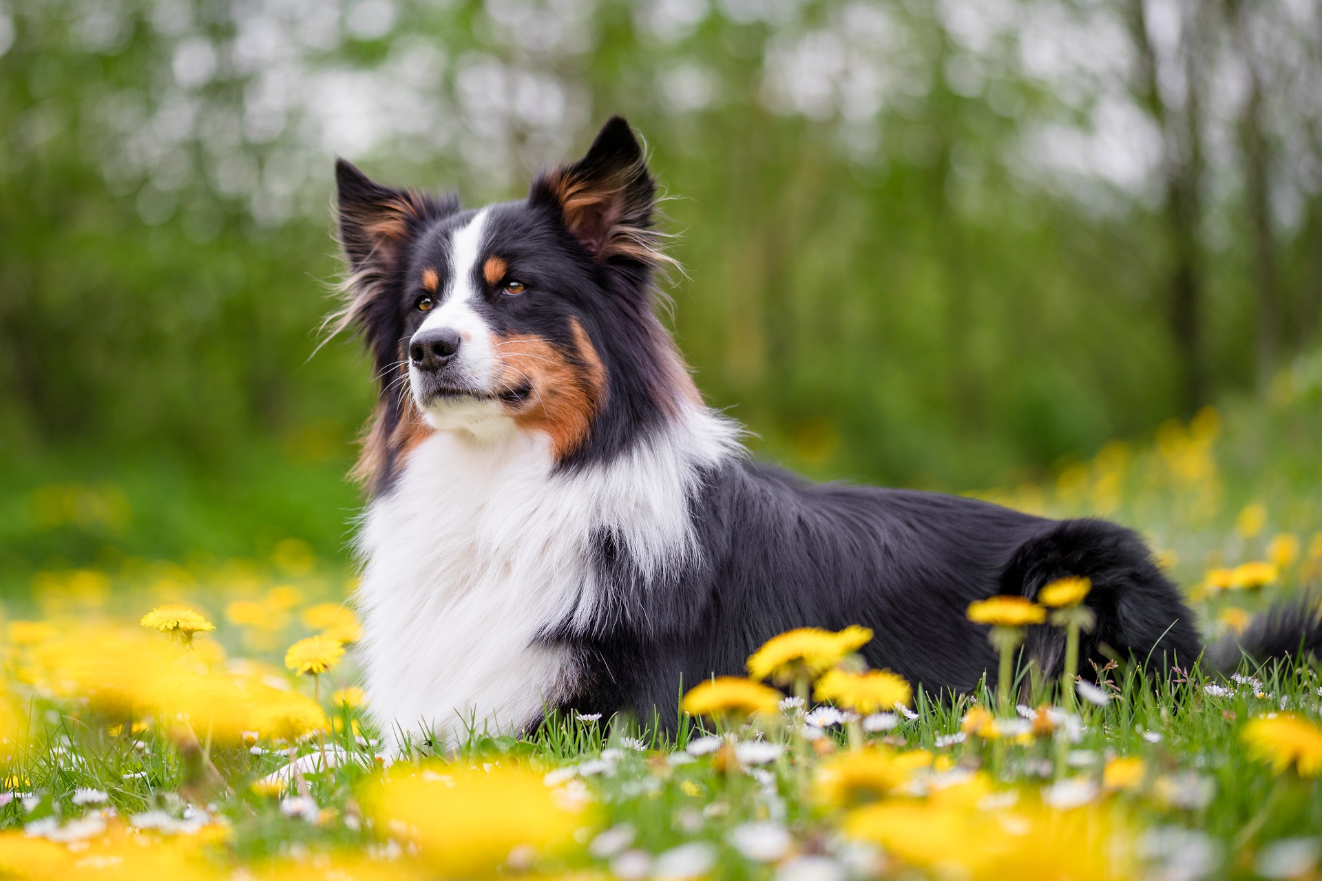 Køb australian shepherd