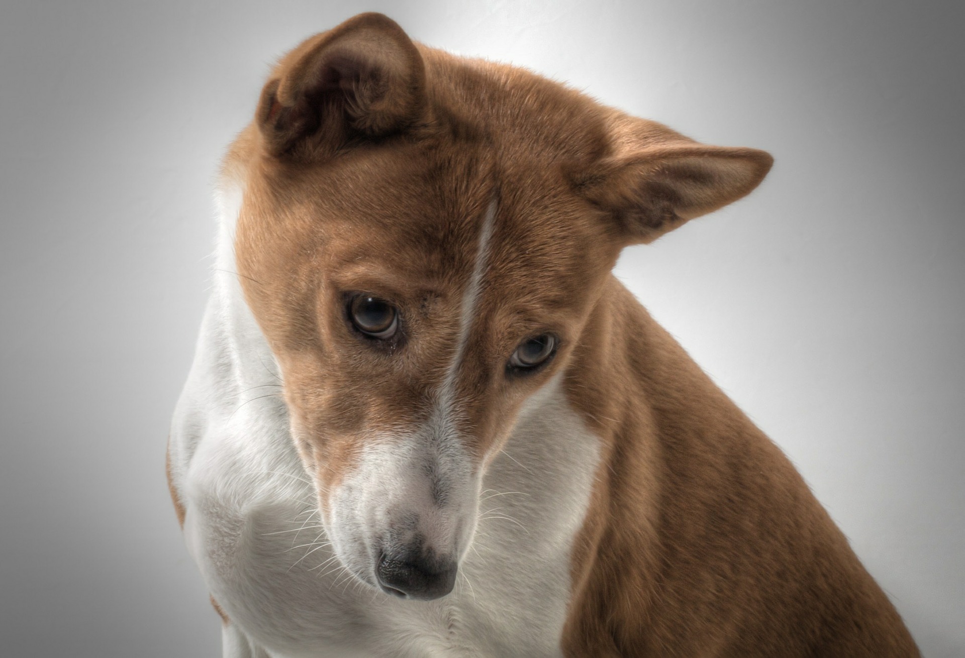 Køb basenji