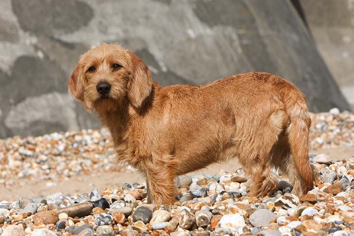 Køb basset fauve de bretagne