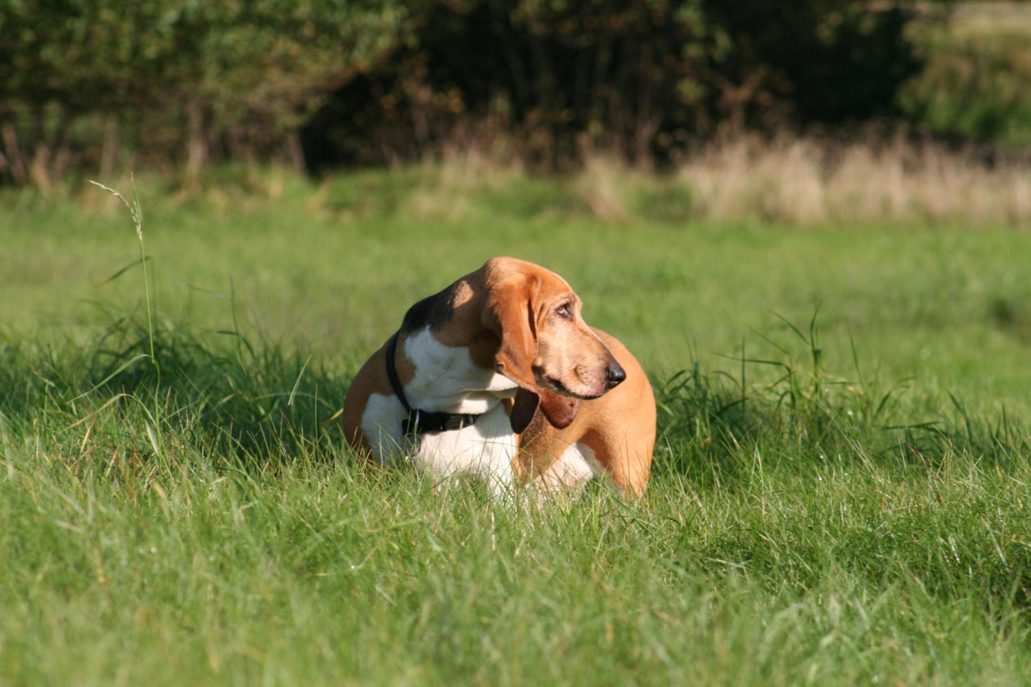 Køb basset artesien normand