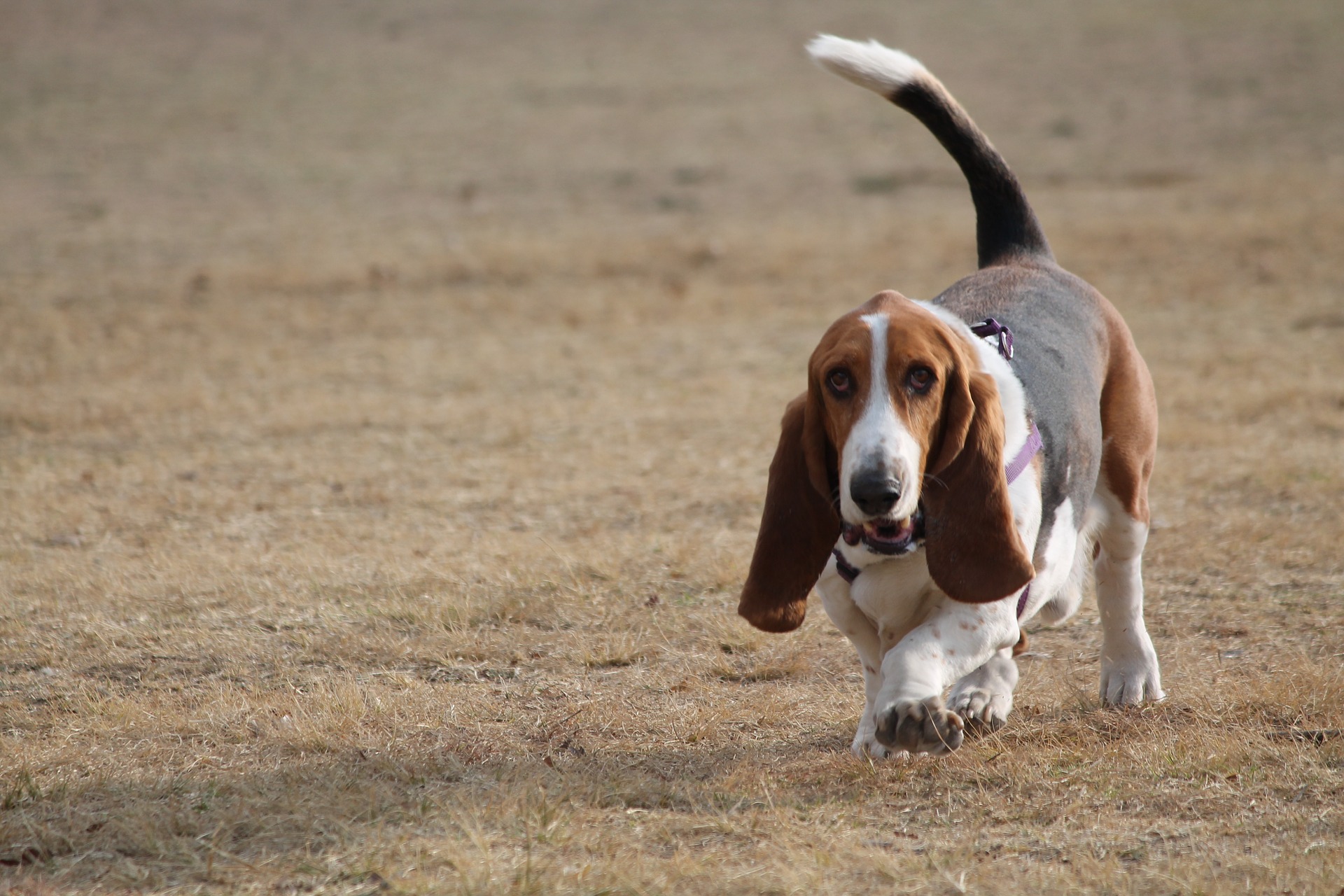 Køb basset hound