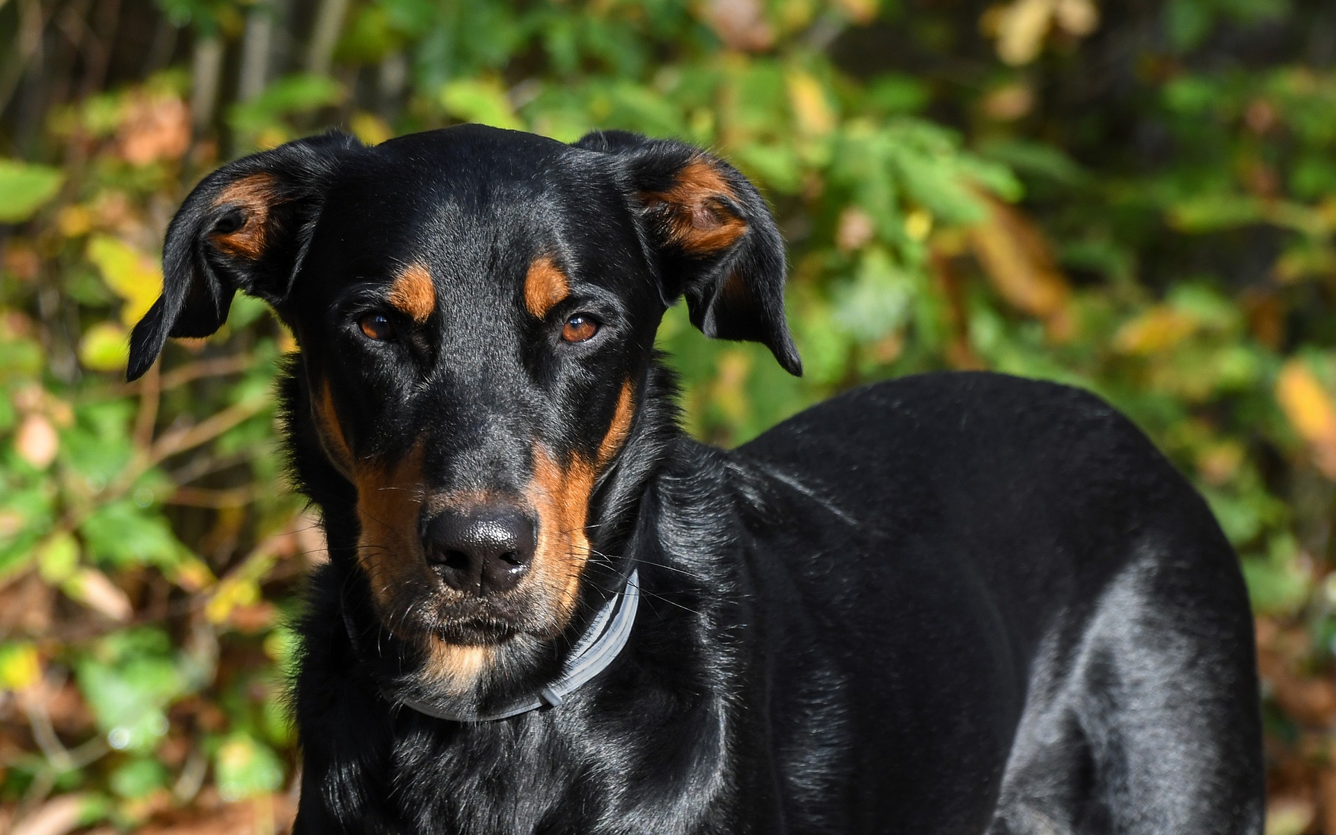 Køb beauceron