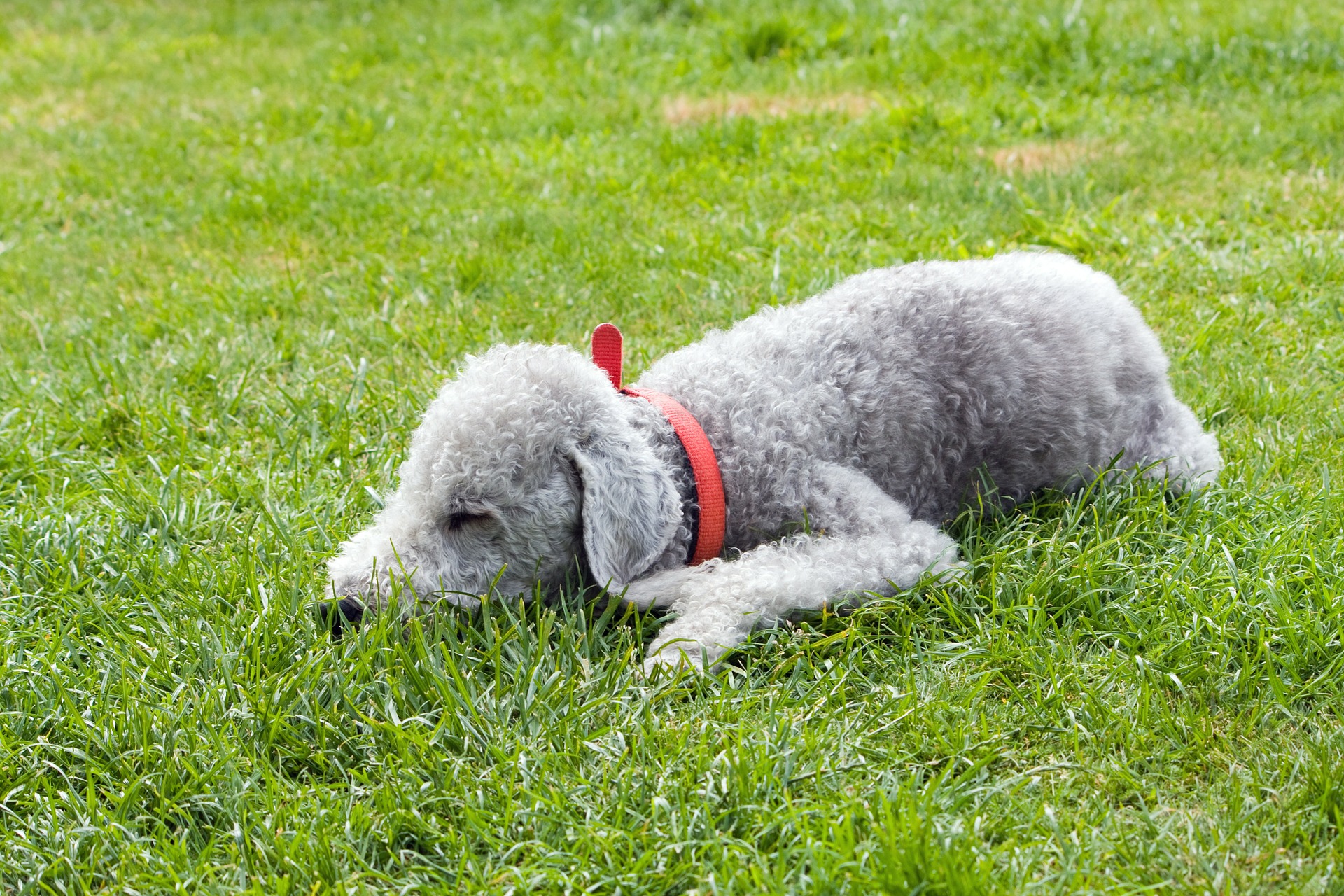Køb bedlington terrier