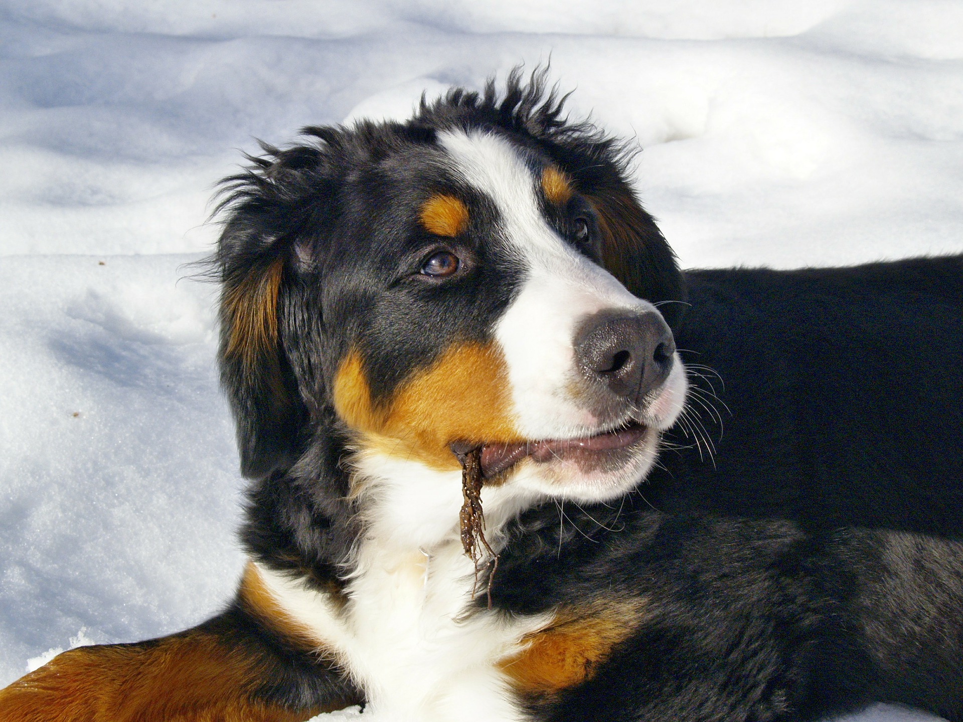 Køb berner sennen