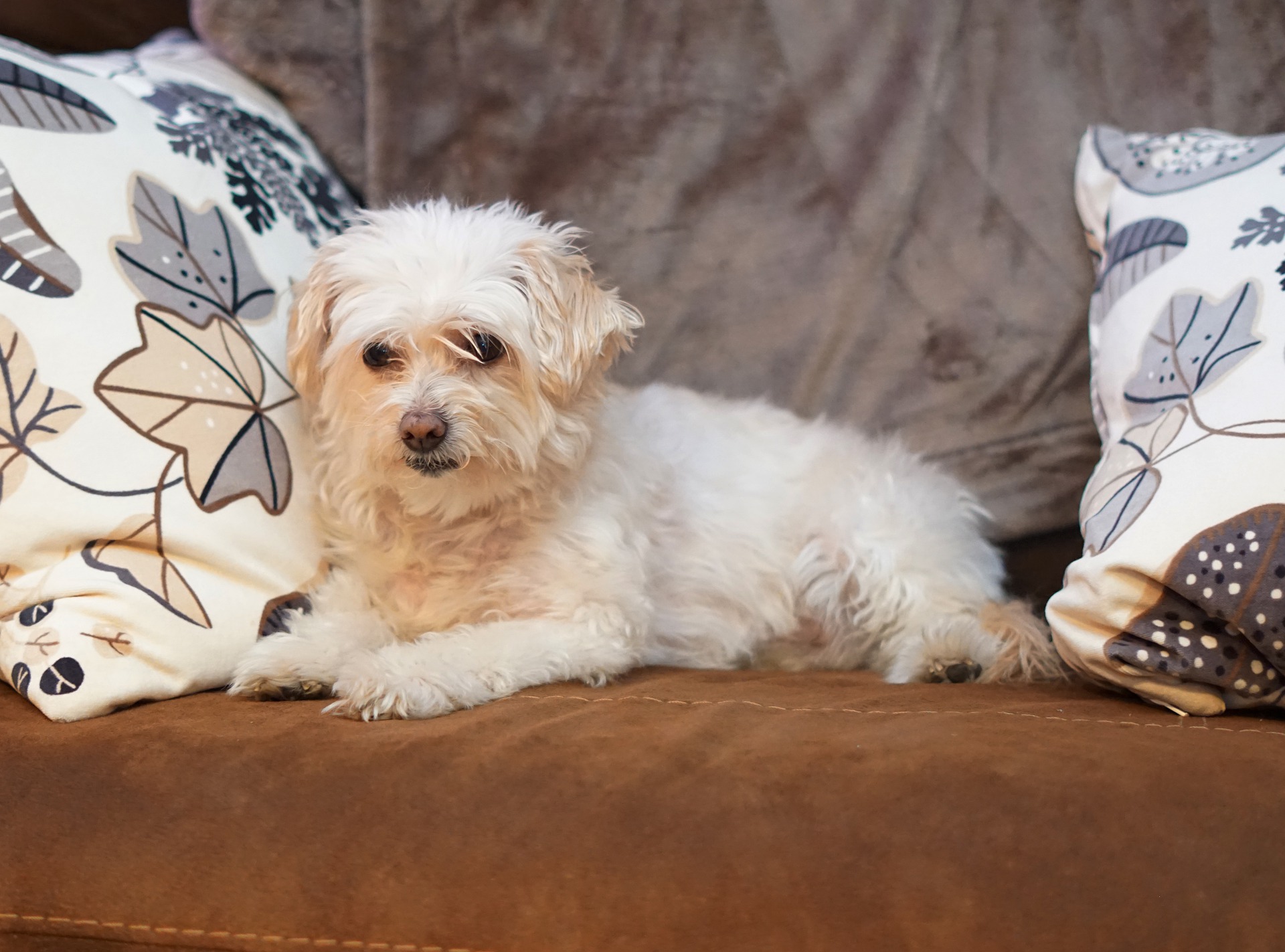 Køb bichon frisé