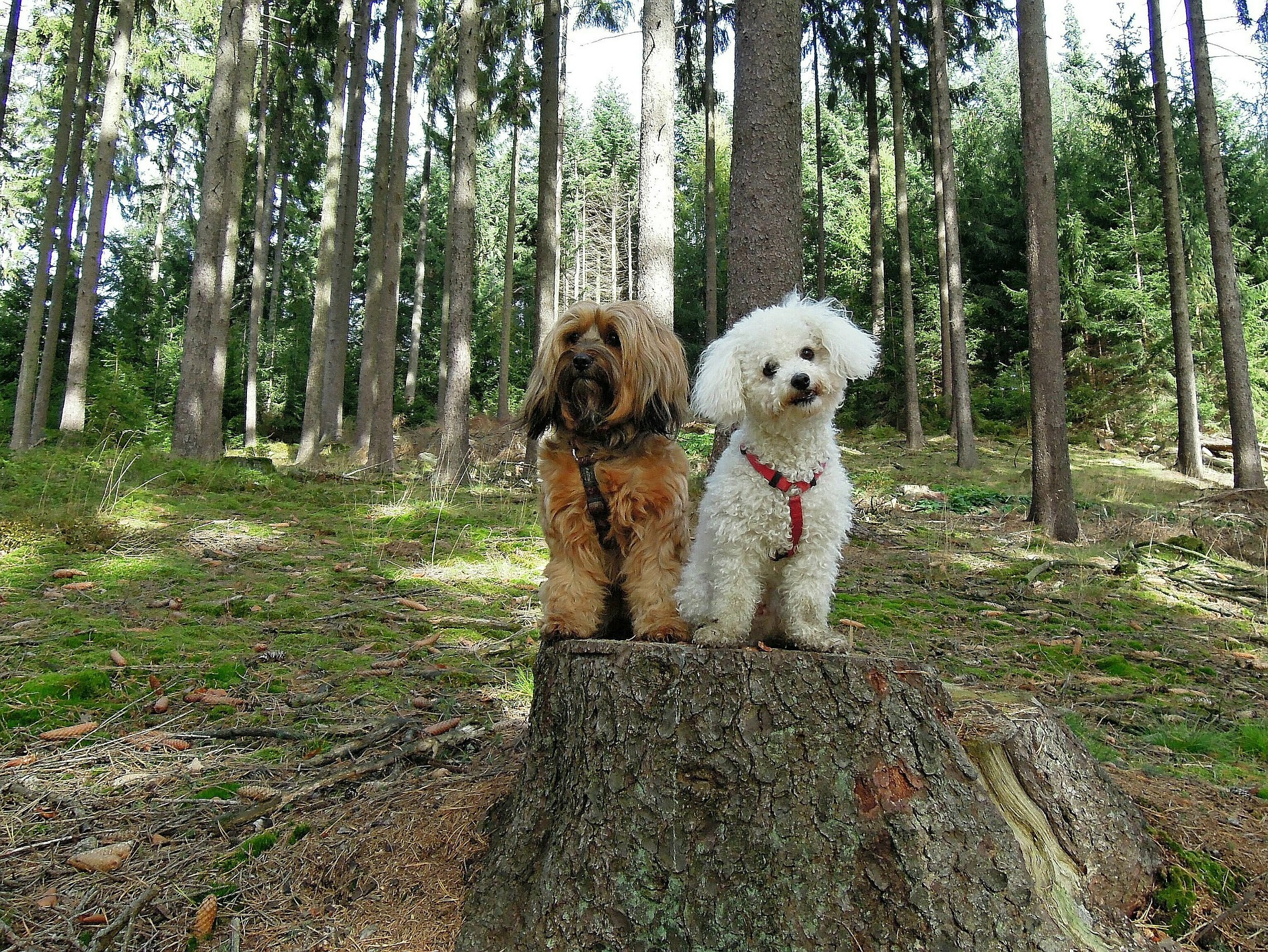 Køb bichon havanais