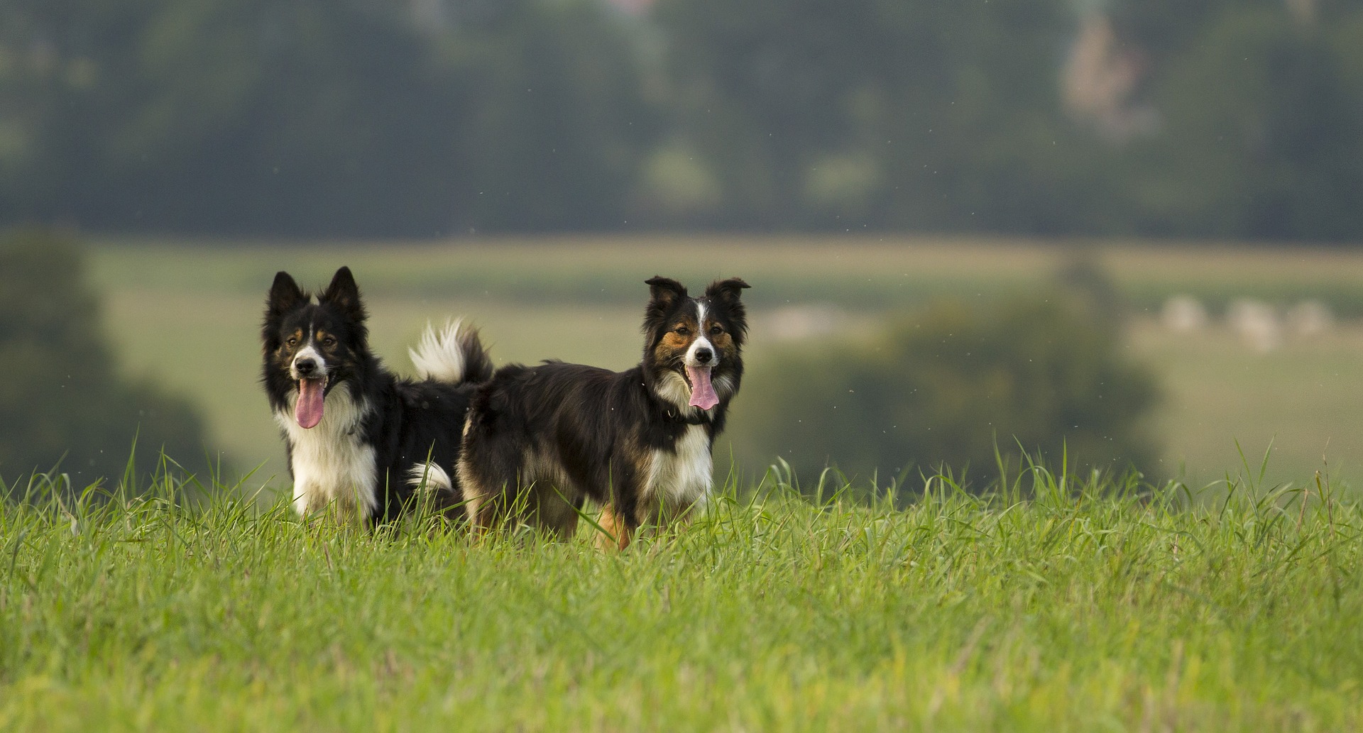 Køb border collie