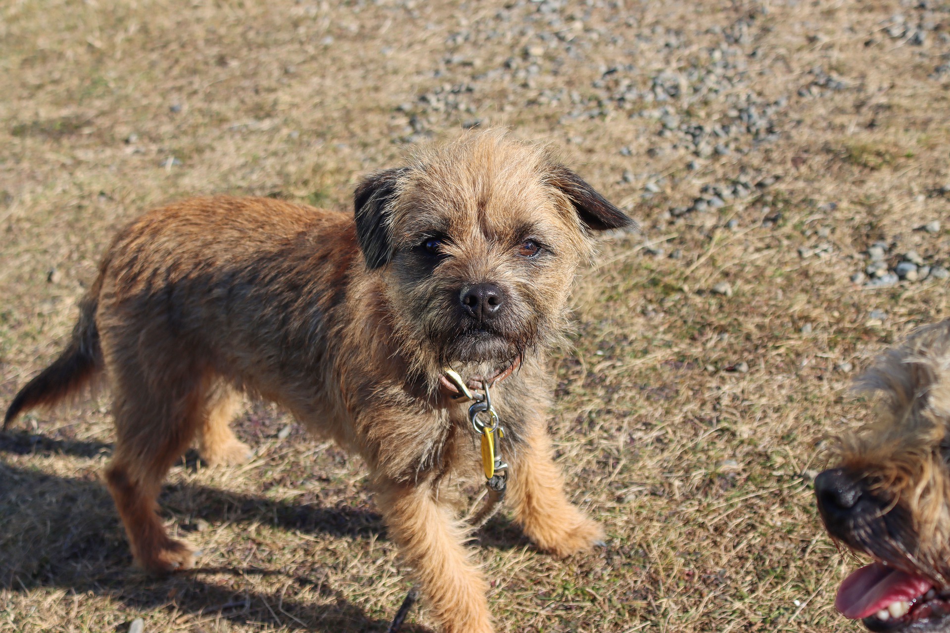 Køb border terrier