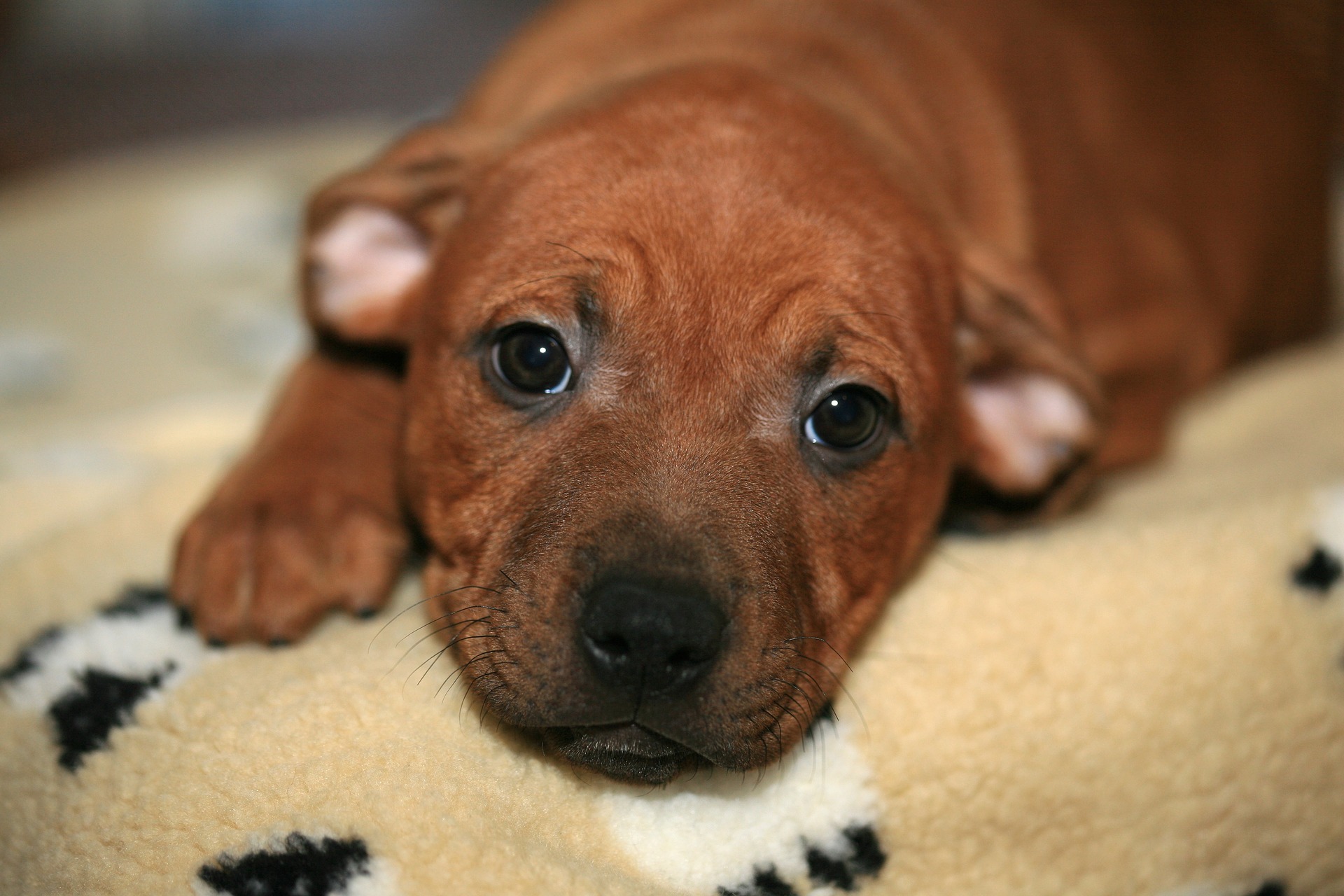 Køb bull terrier