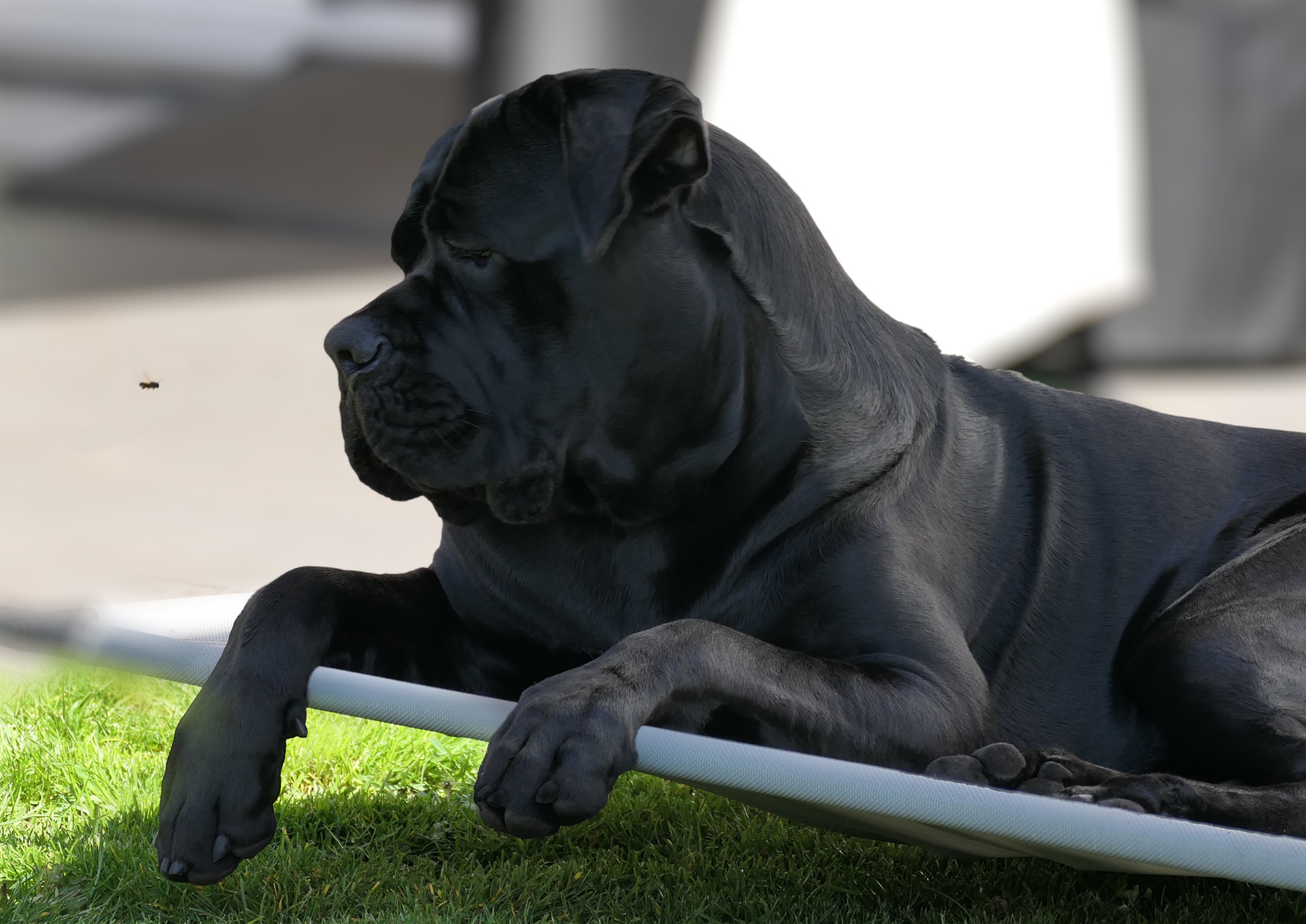 Køb cane corso italiano