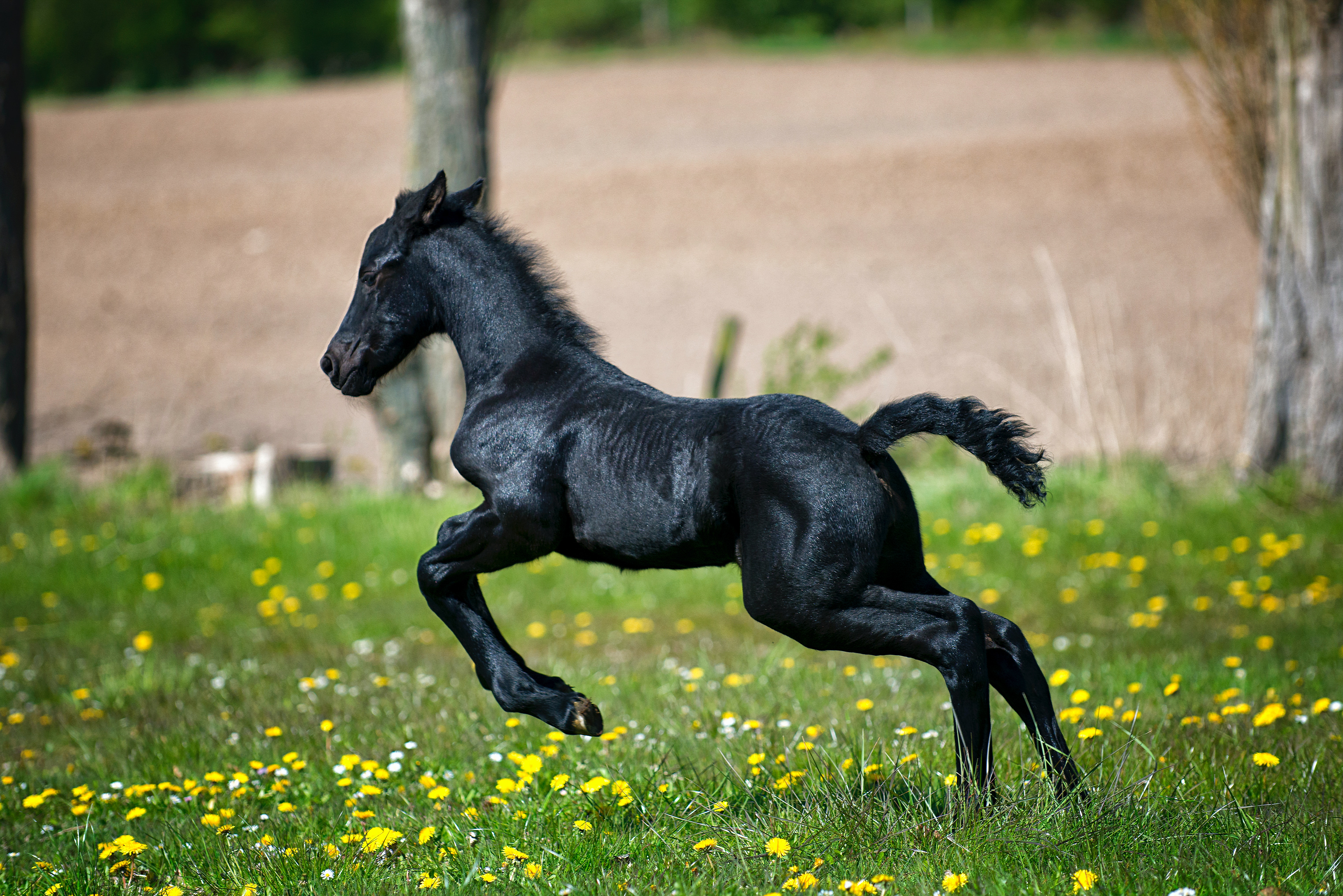 Køb cheval de merens
