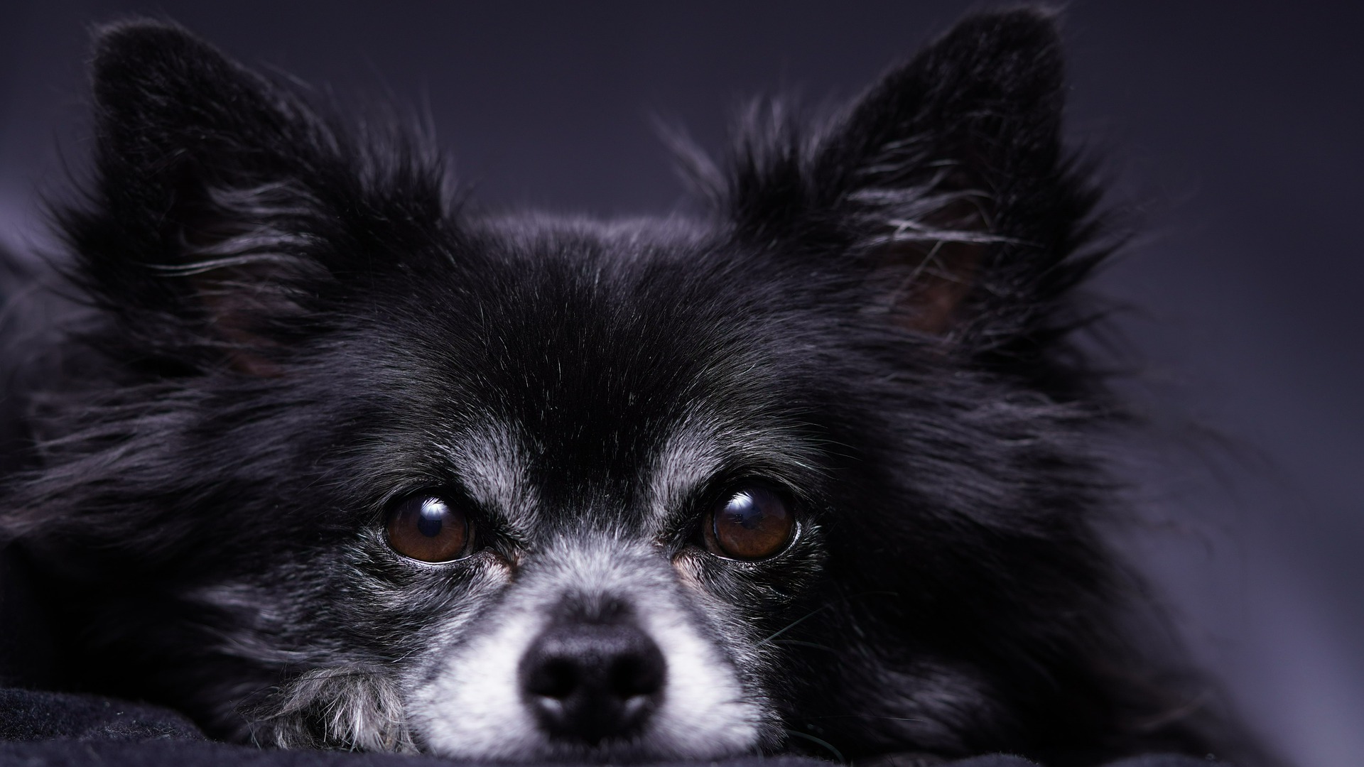 Køb chihuahua