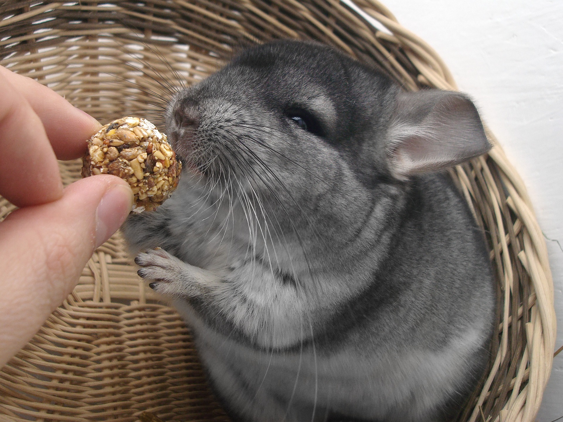Køb chinchilla