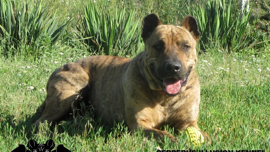 Køb cimarron uruguayo