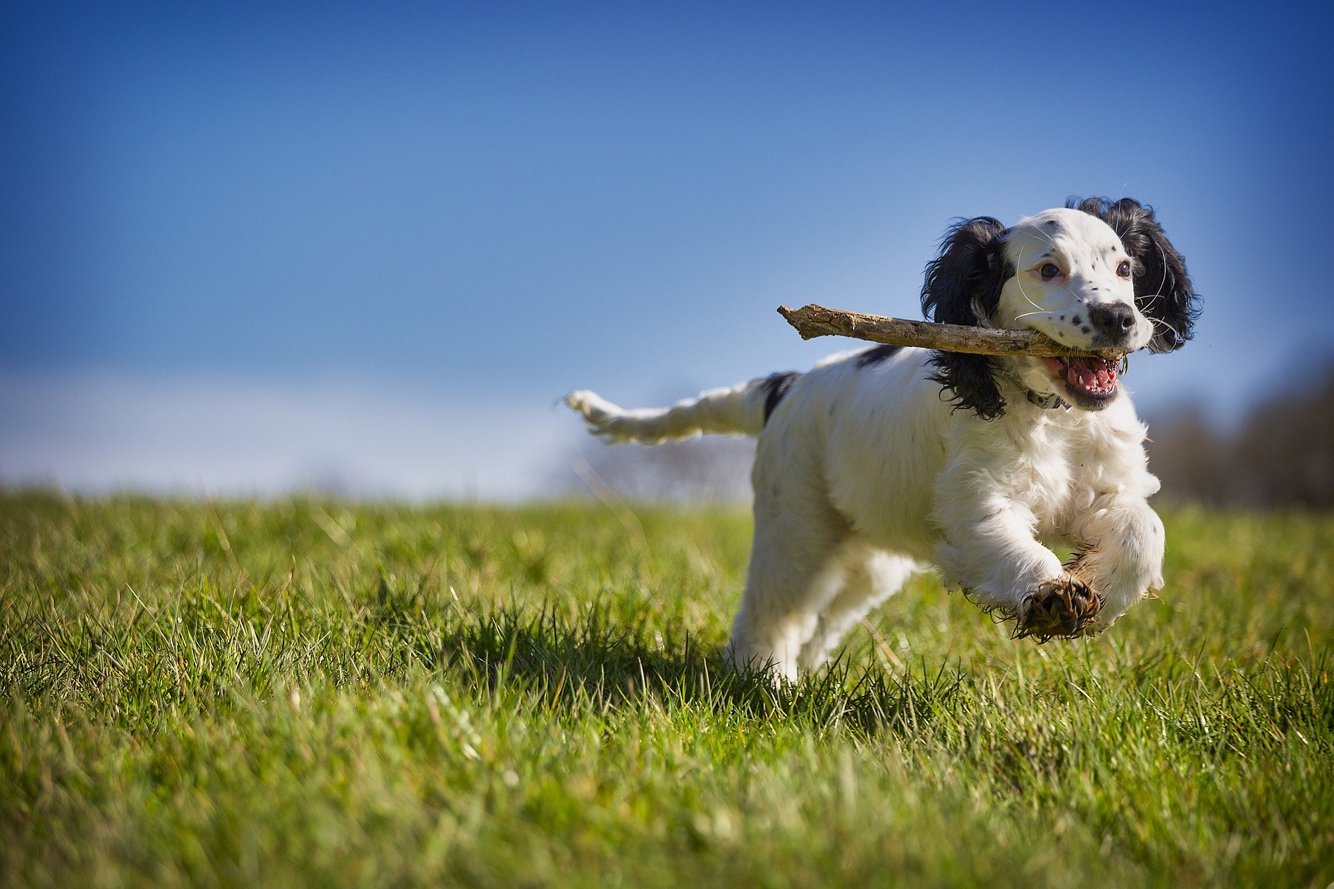 Køb clumber spaniel