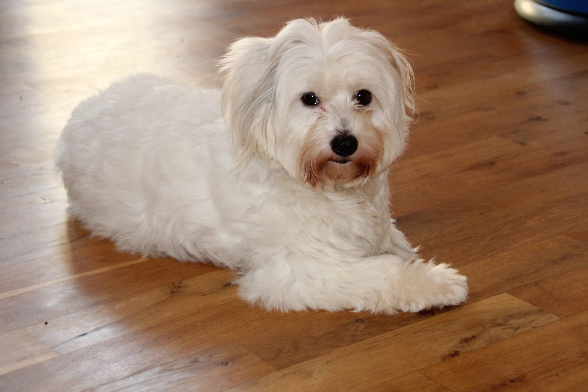 Køb coton de tulear