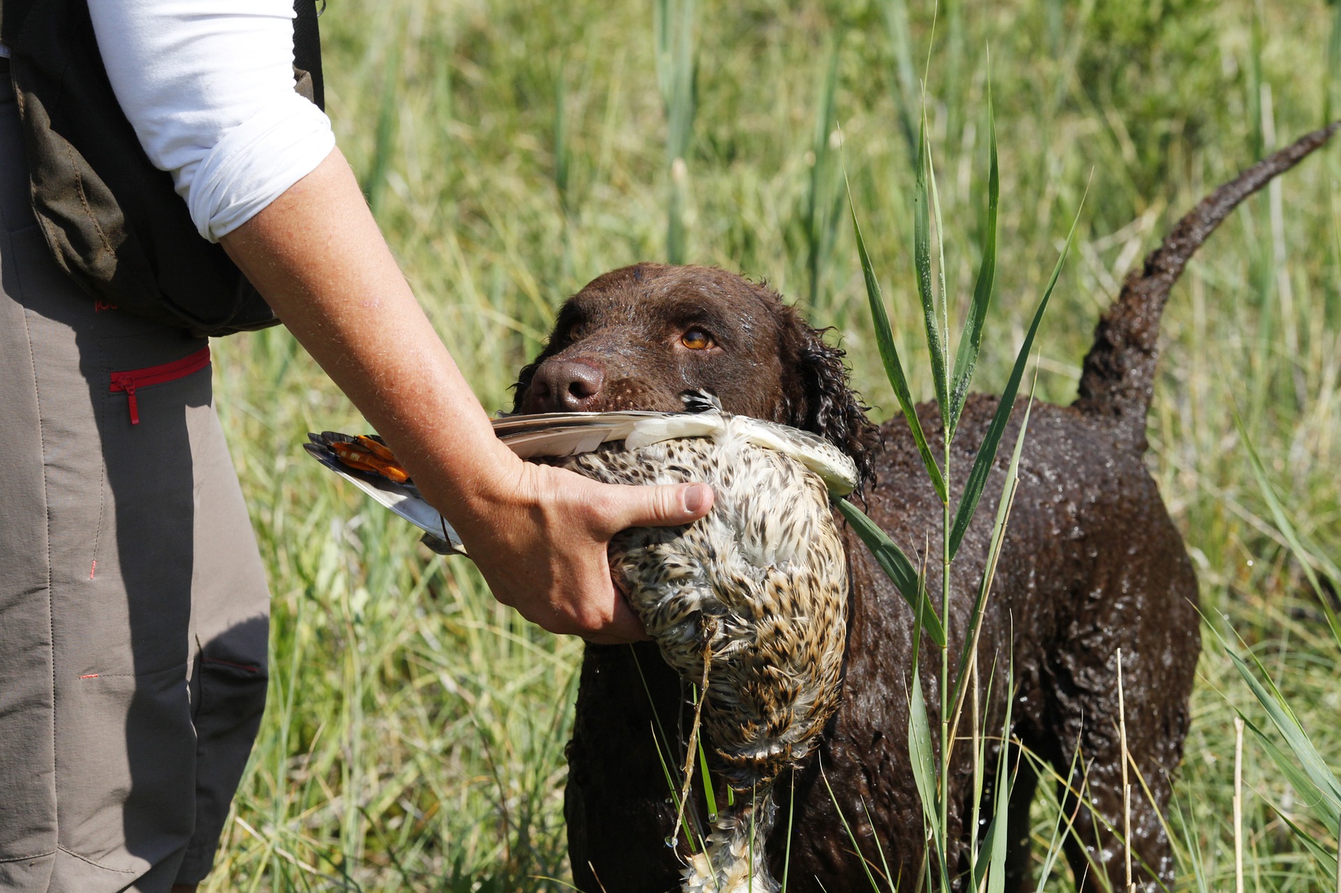 Køb curly coated retriever