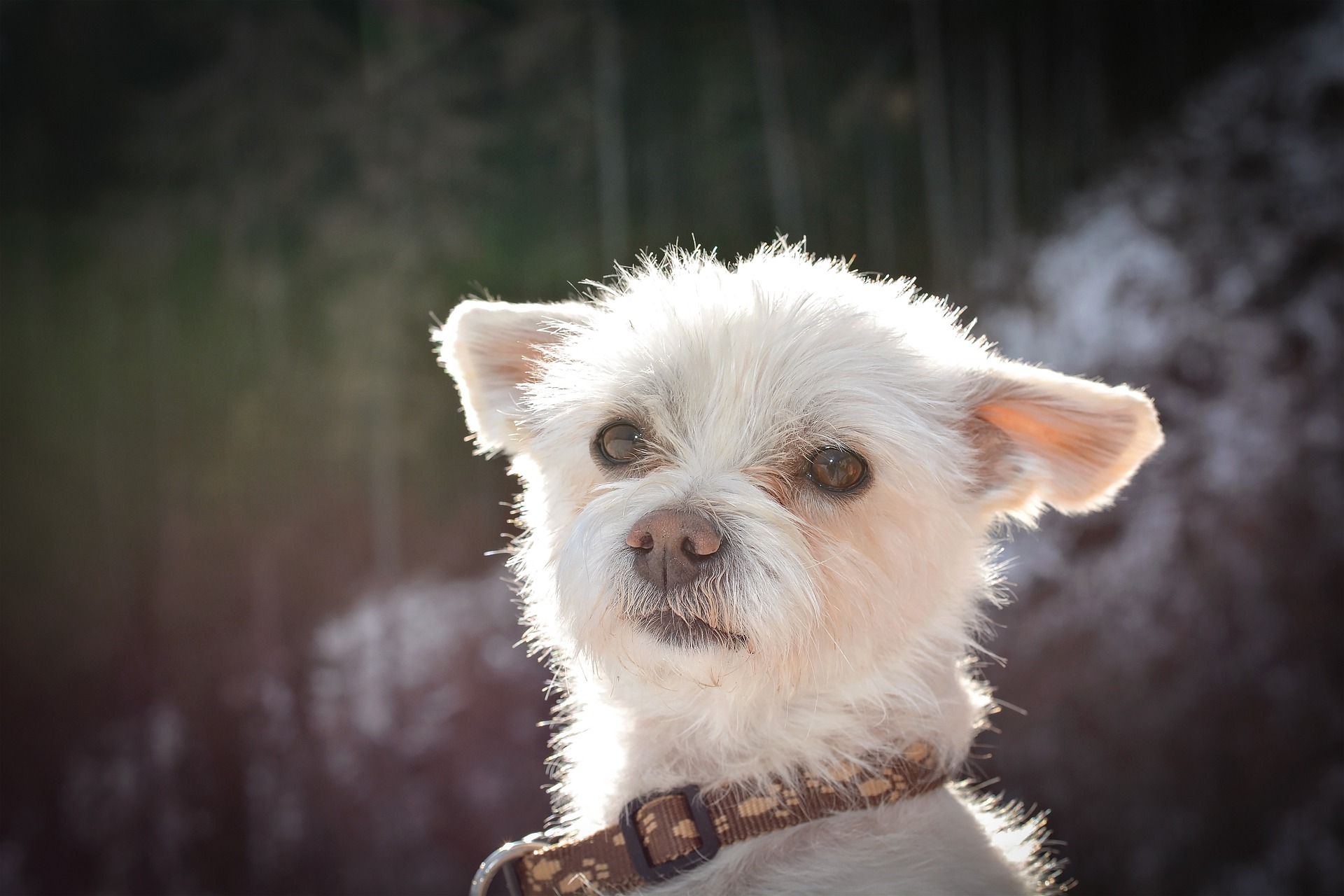 Køb dandie dinmont terrier