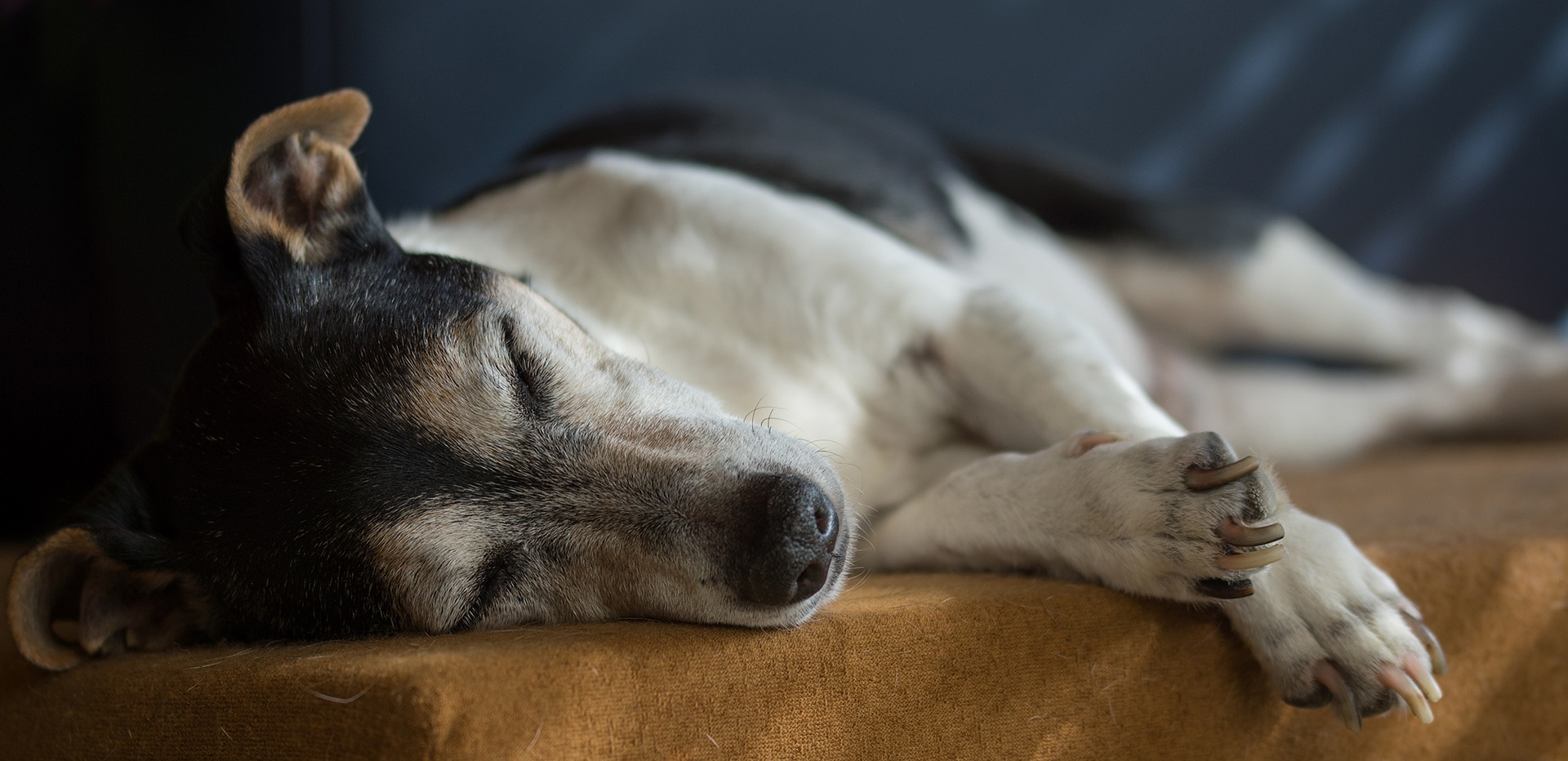 Køb dansk svensk gårdhund