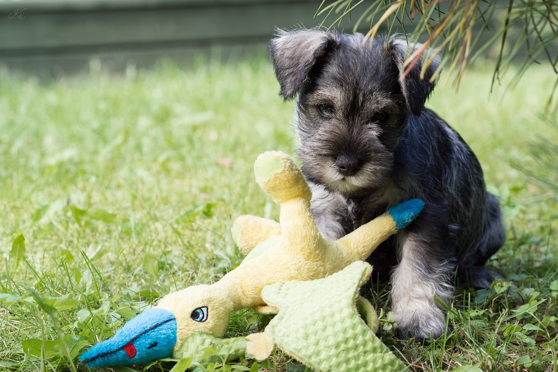 Køb dværgschnauzer
