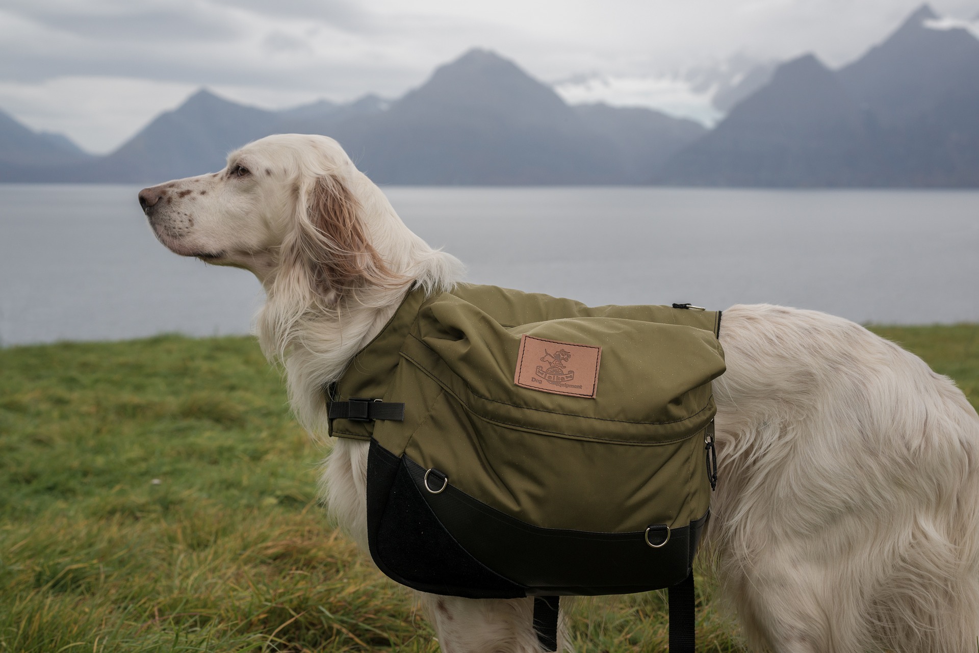 Køb engelsk setter