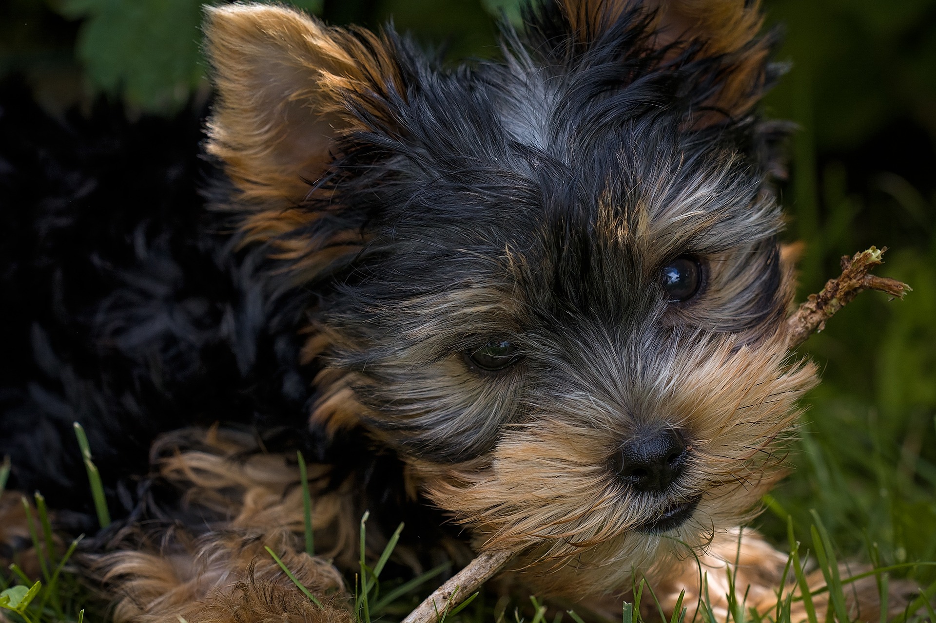Køb engelsk toy terrier