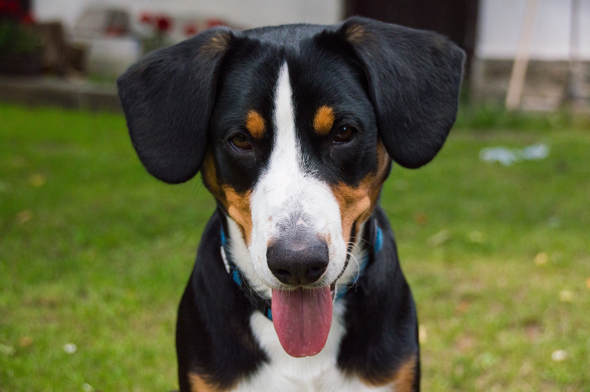 Køb entlebucher sennenhund