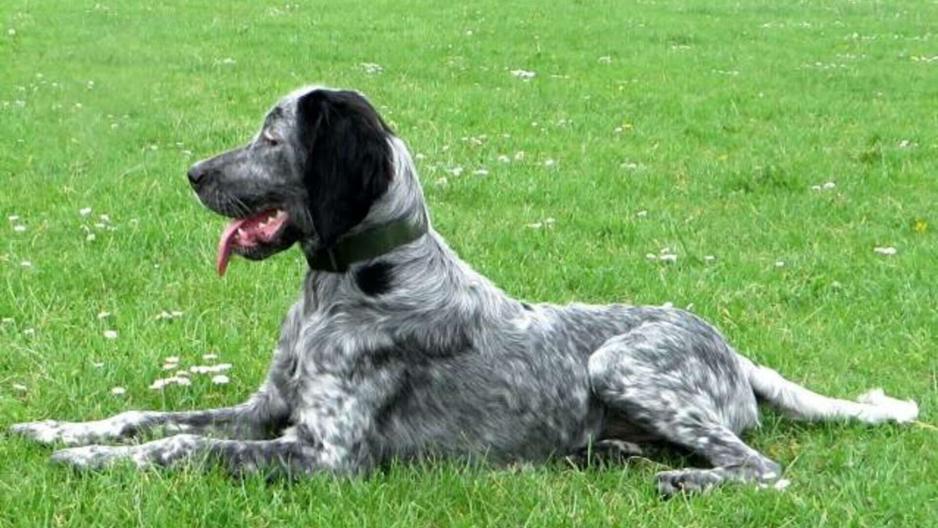 Køb epagneul bleu de picardie