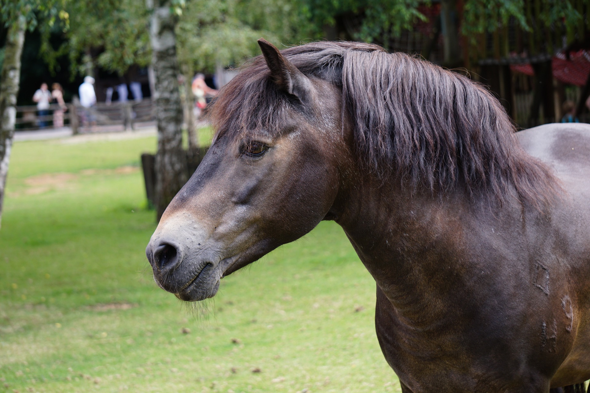 Køb exmoor