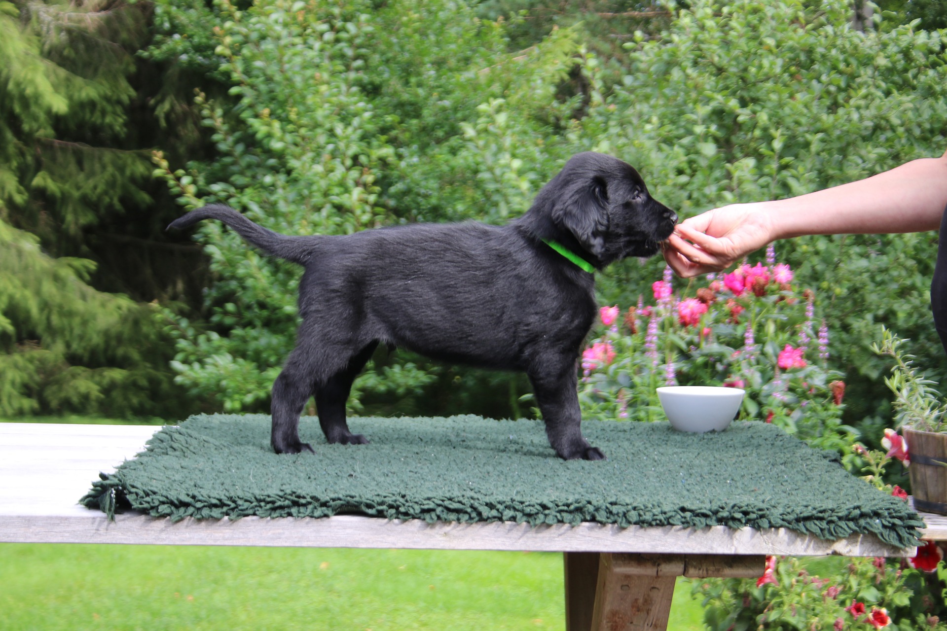 Køb flatcoated retriever