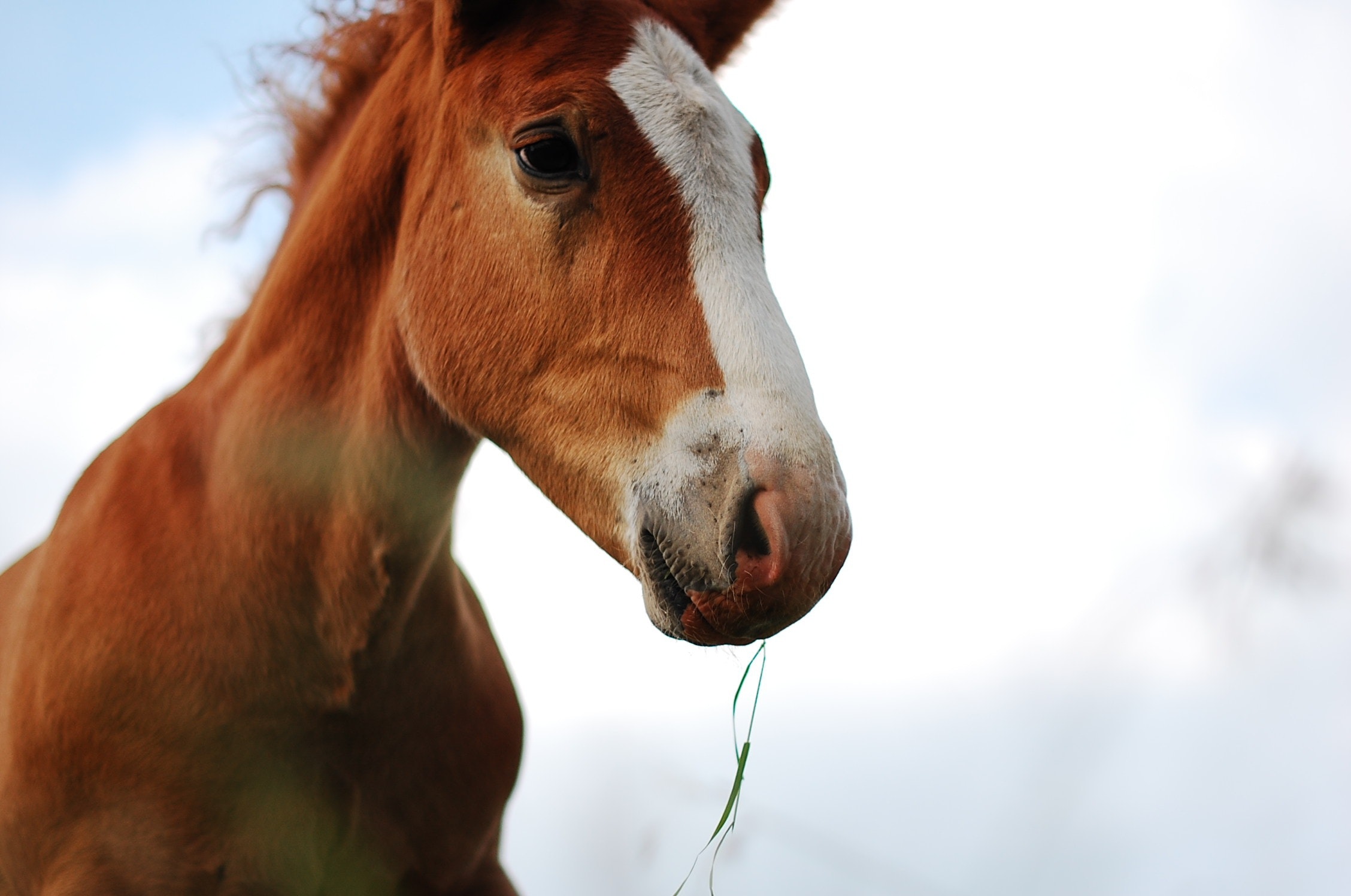 Køb fell pony
