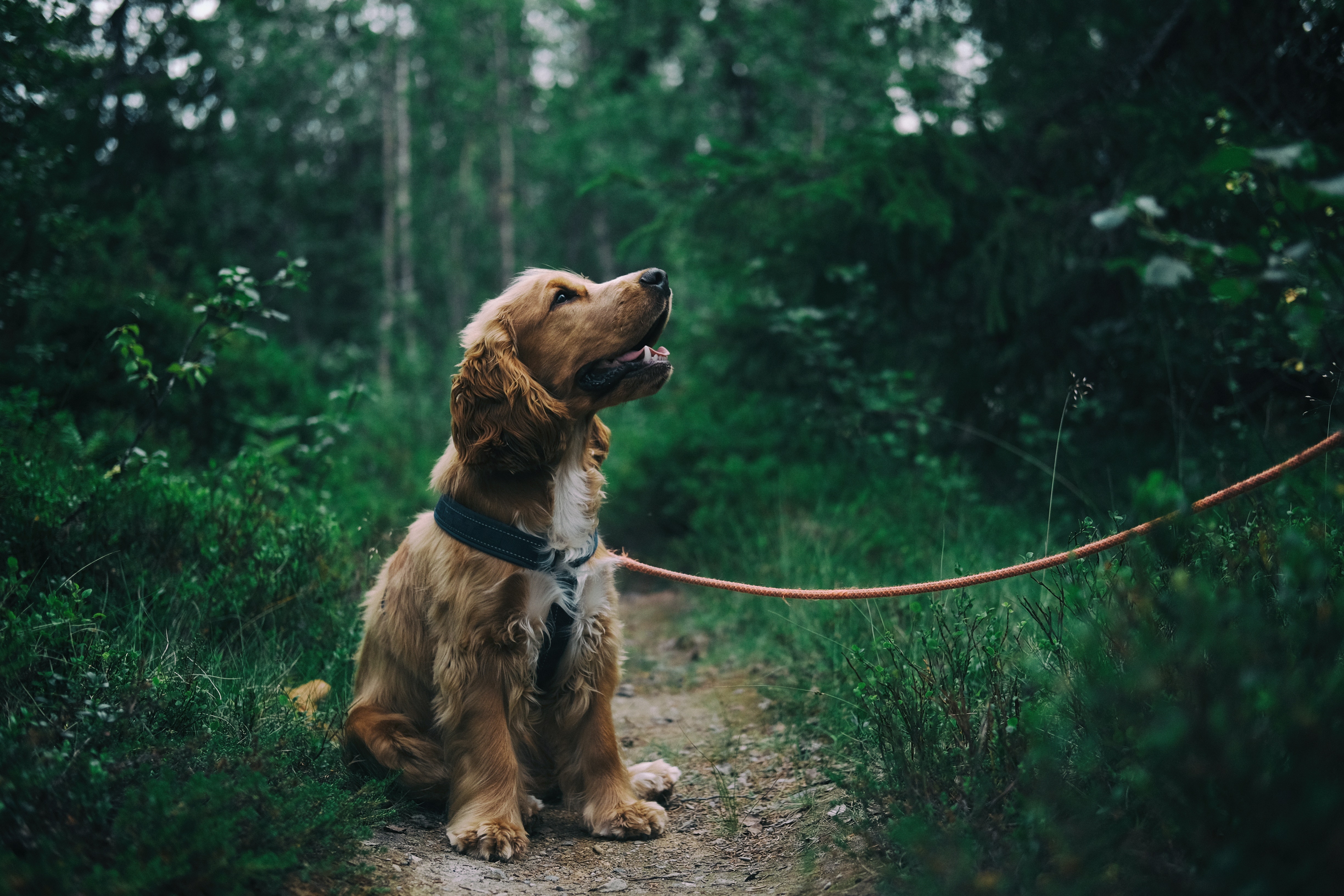 Køb field trail cocker spaniel