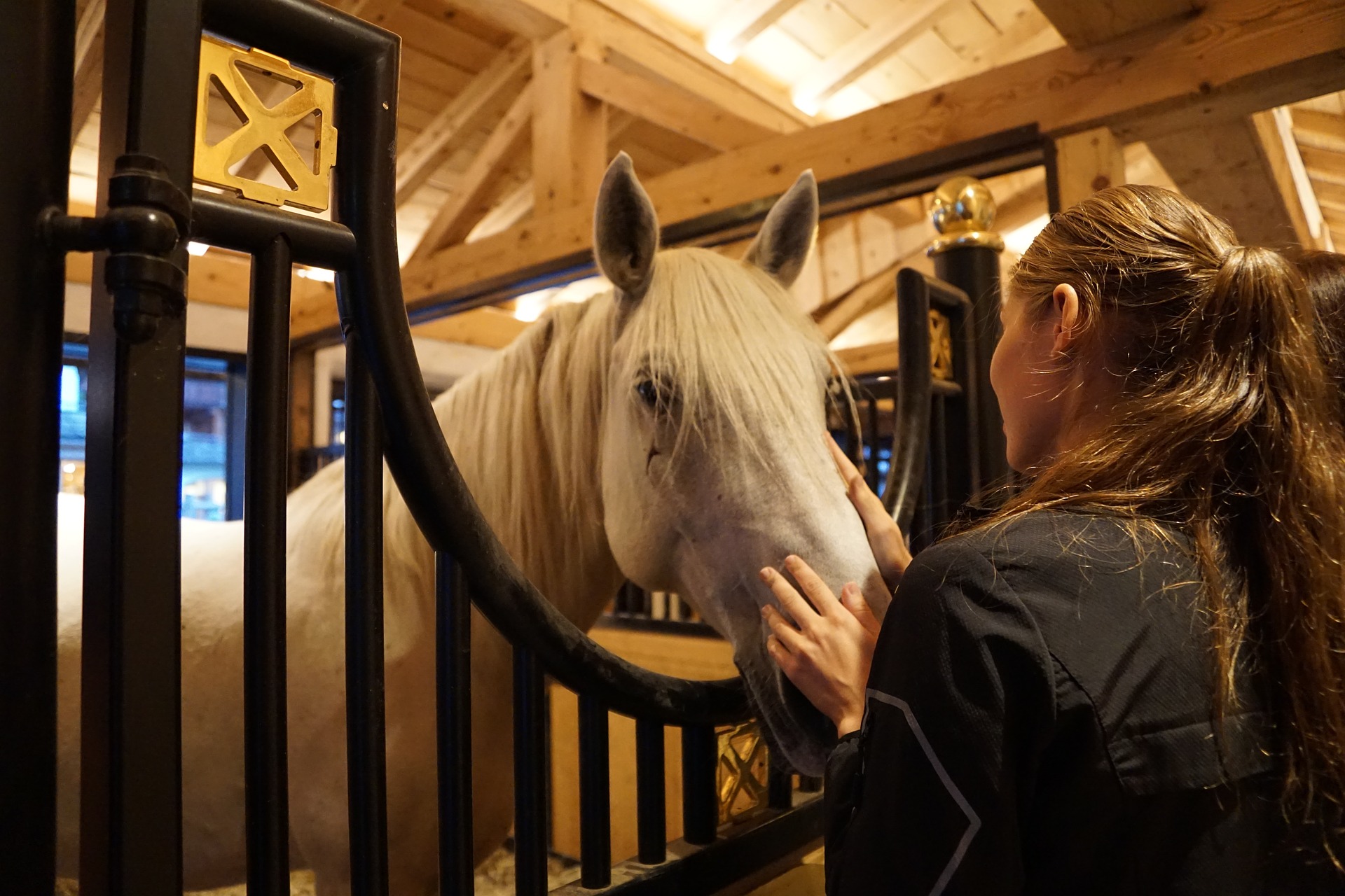 Køb forædlet lipizzaner